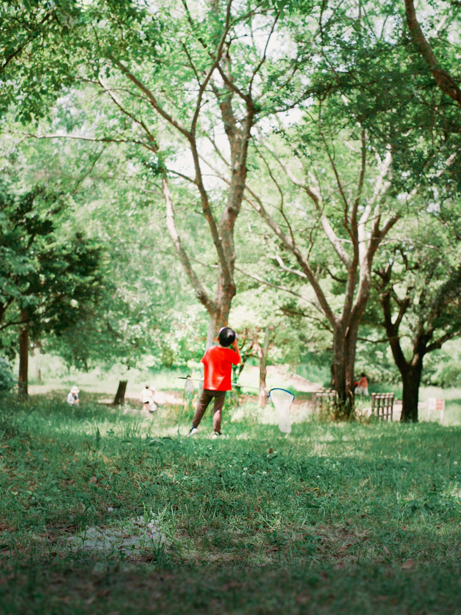 Seorang anak berpakaian kaos merah berdiri di taman hijau yang rimbun melihat ke atas pohon