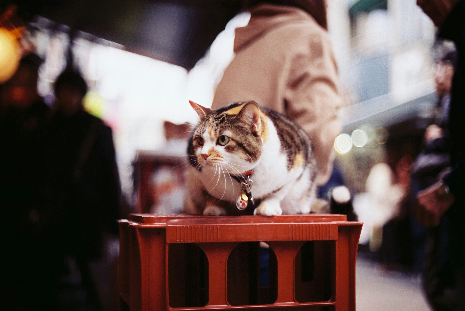 Un gato sentado en una caja roja en la calle con personas borrosas al fondo