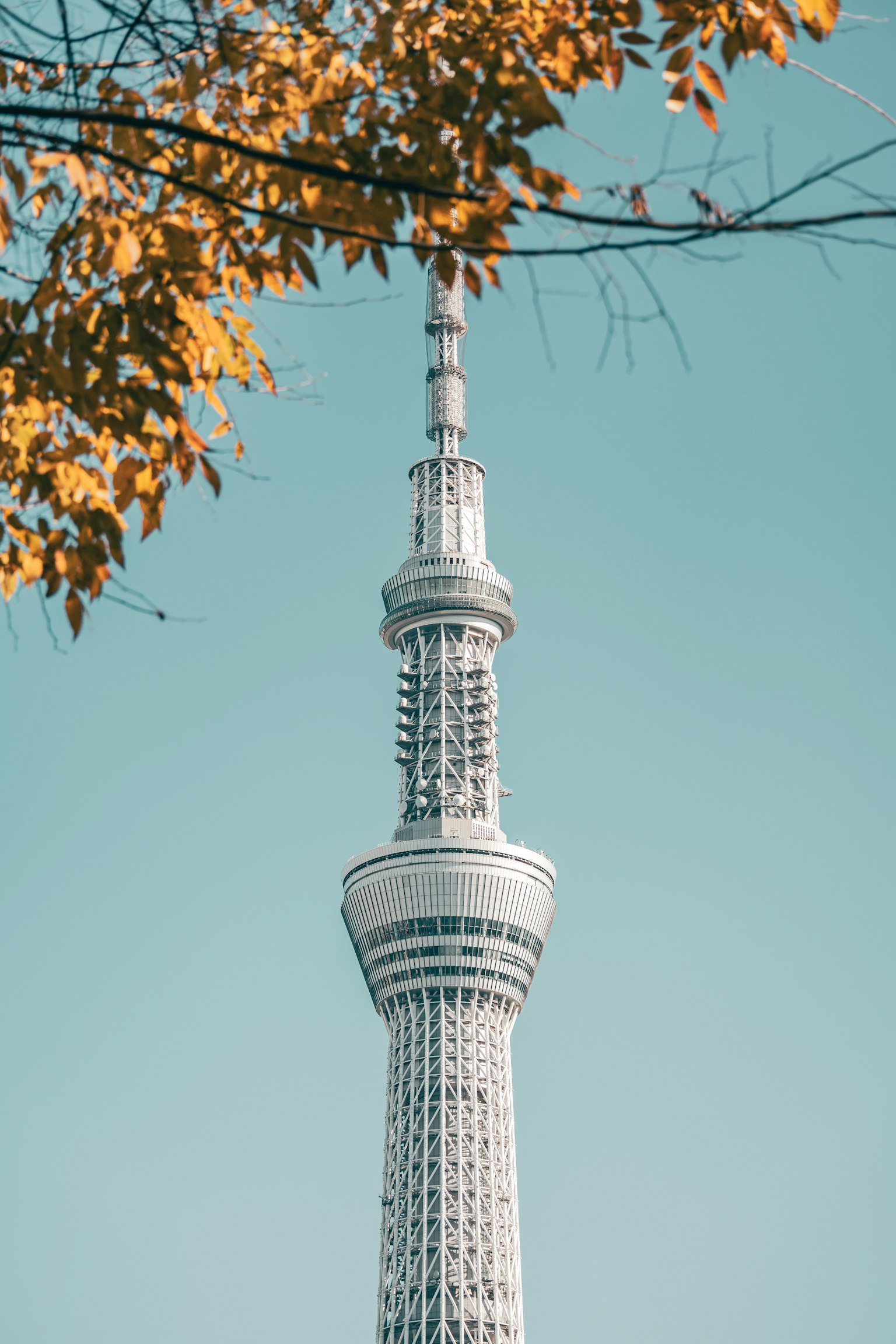 Tokyo Skytree elevado contra un cielo claro con hojas de otoño