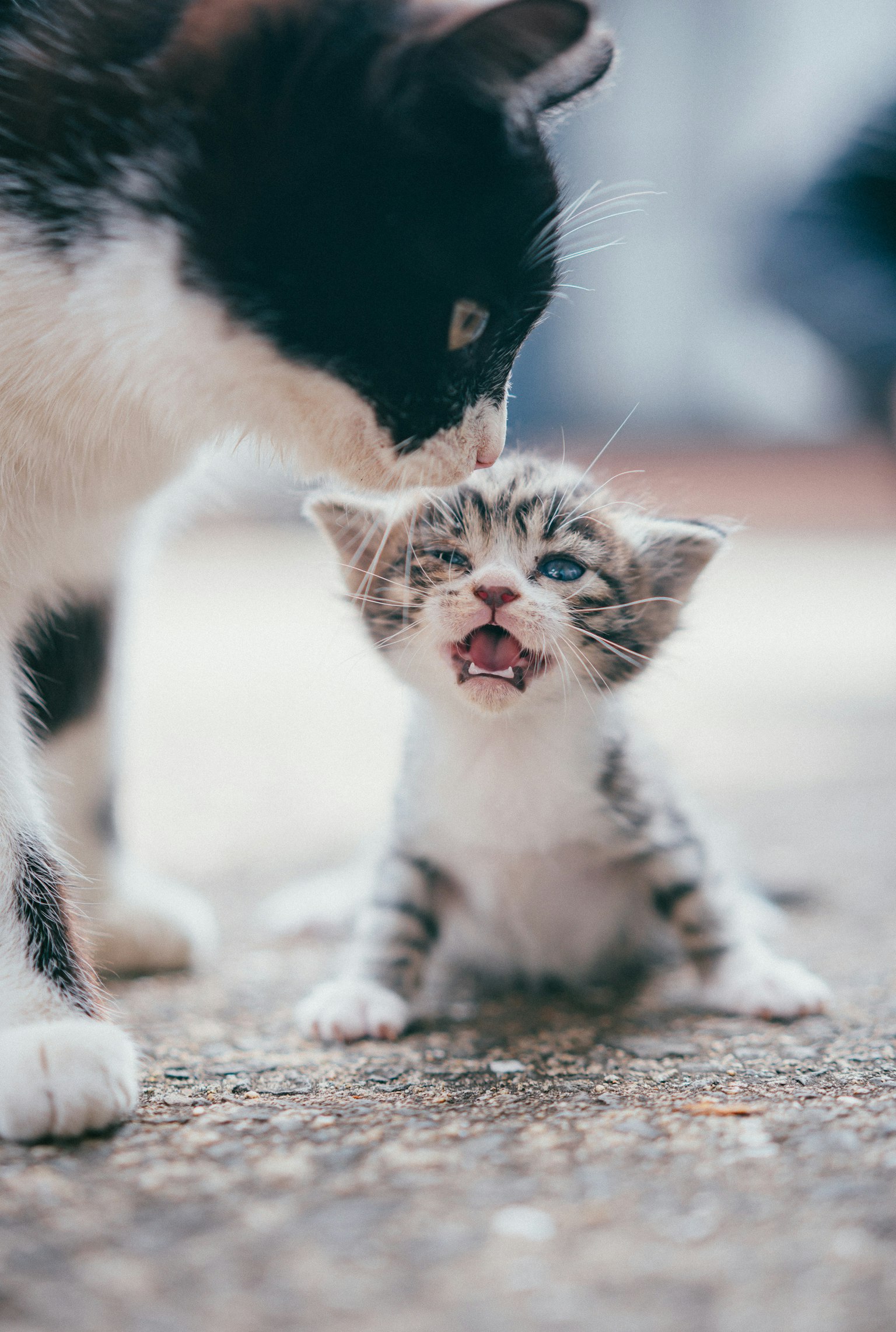 Seekor induk kucing dan anak kucing yang bersentuhan hidung