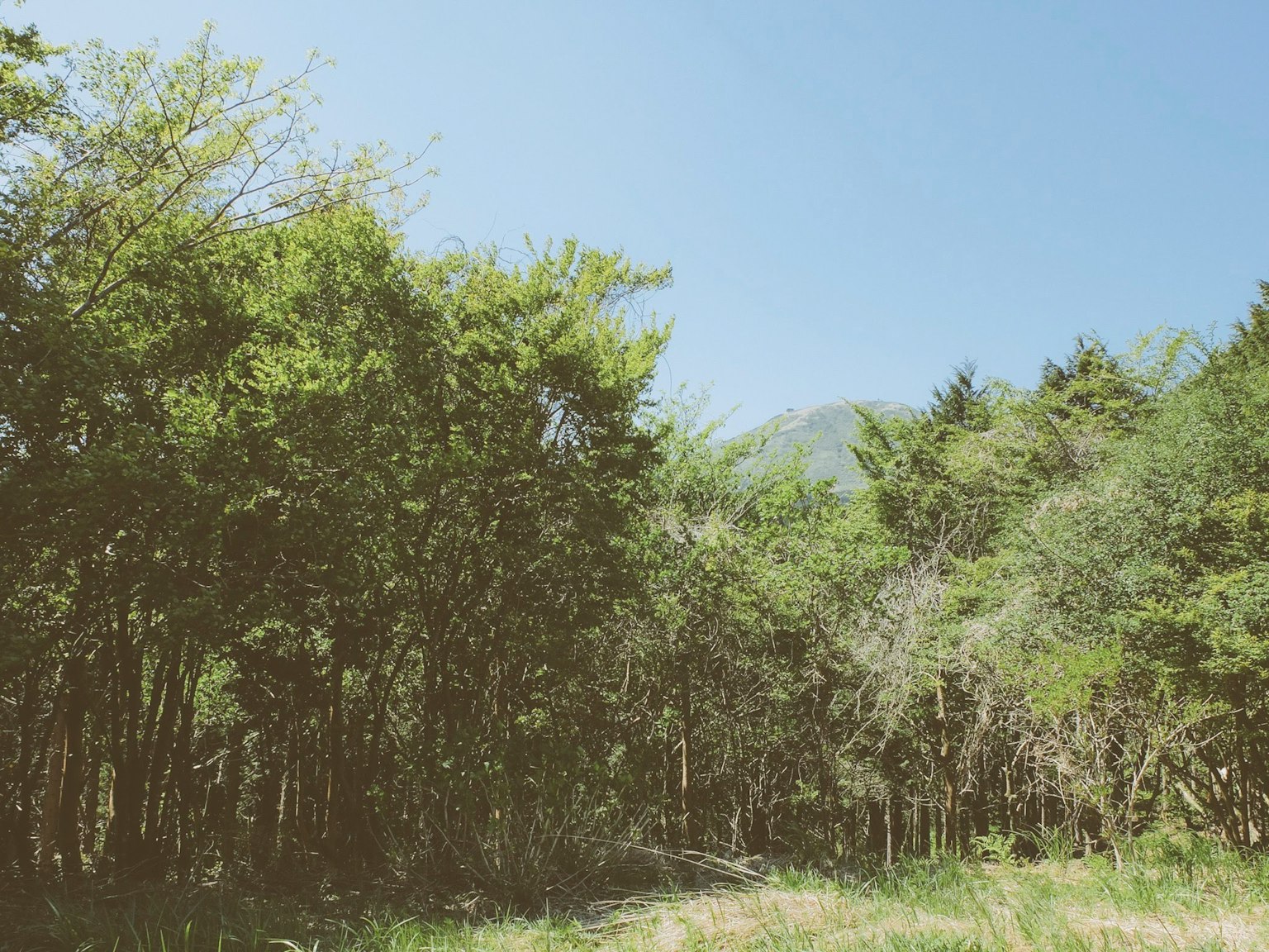 Paesaggio forestale lussureggiante sotto un cielo blu chiaro