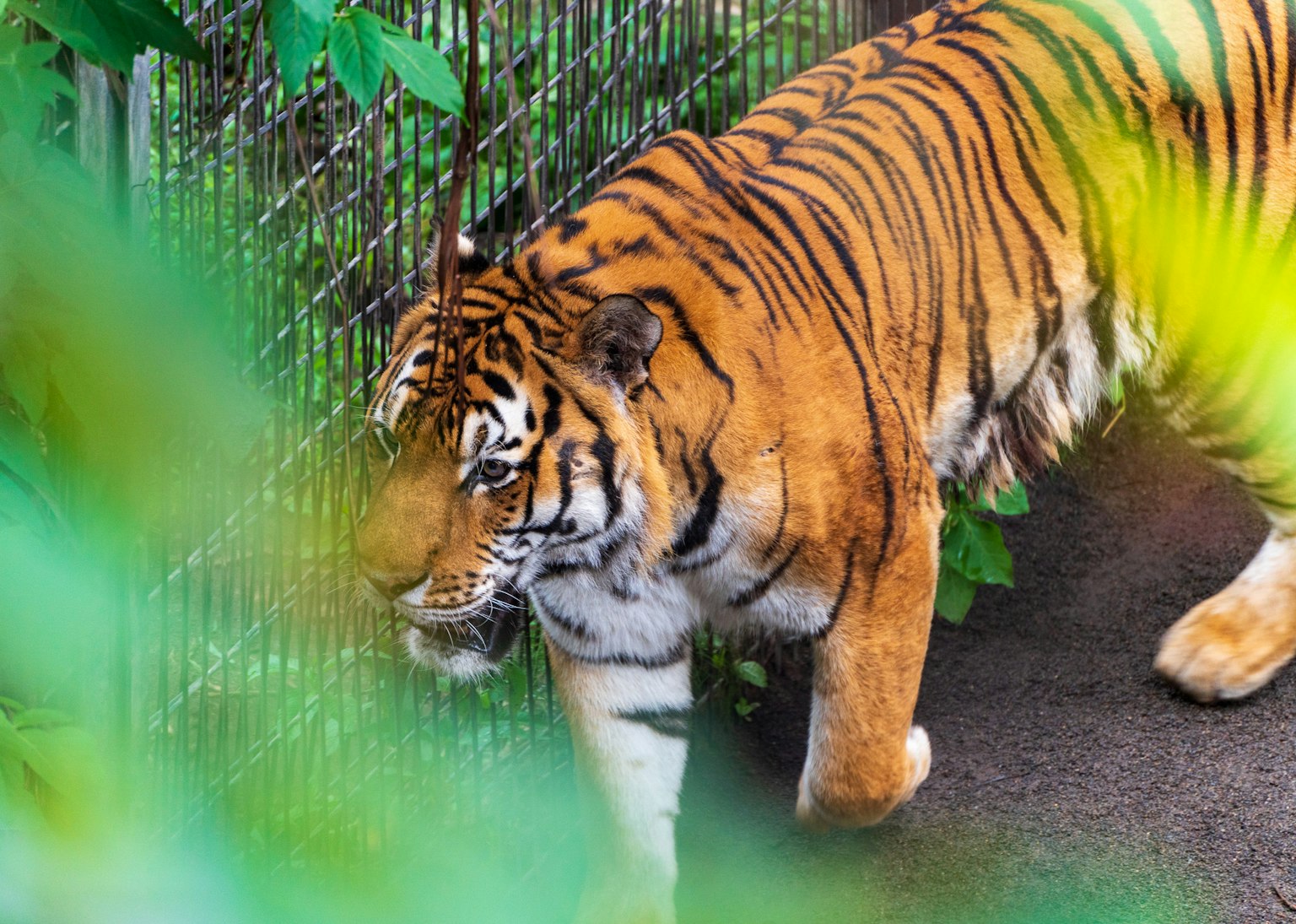 Una tigre con strisce arancioni e nere che cammina in uno sfondo verde
