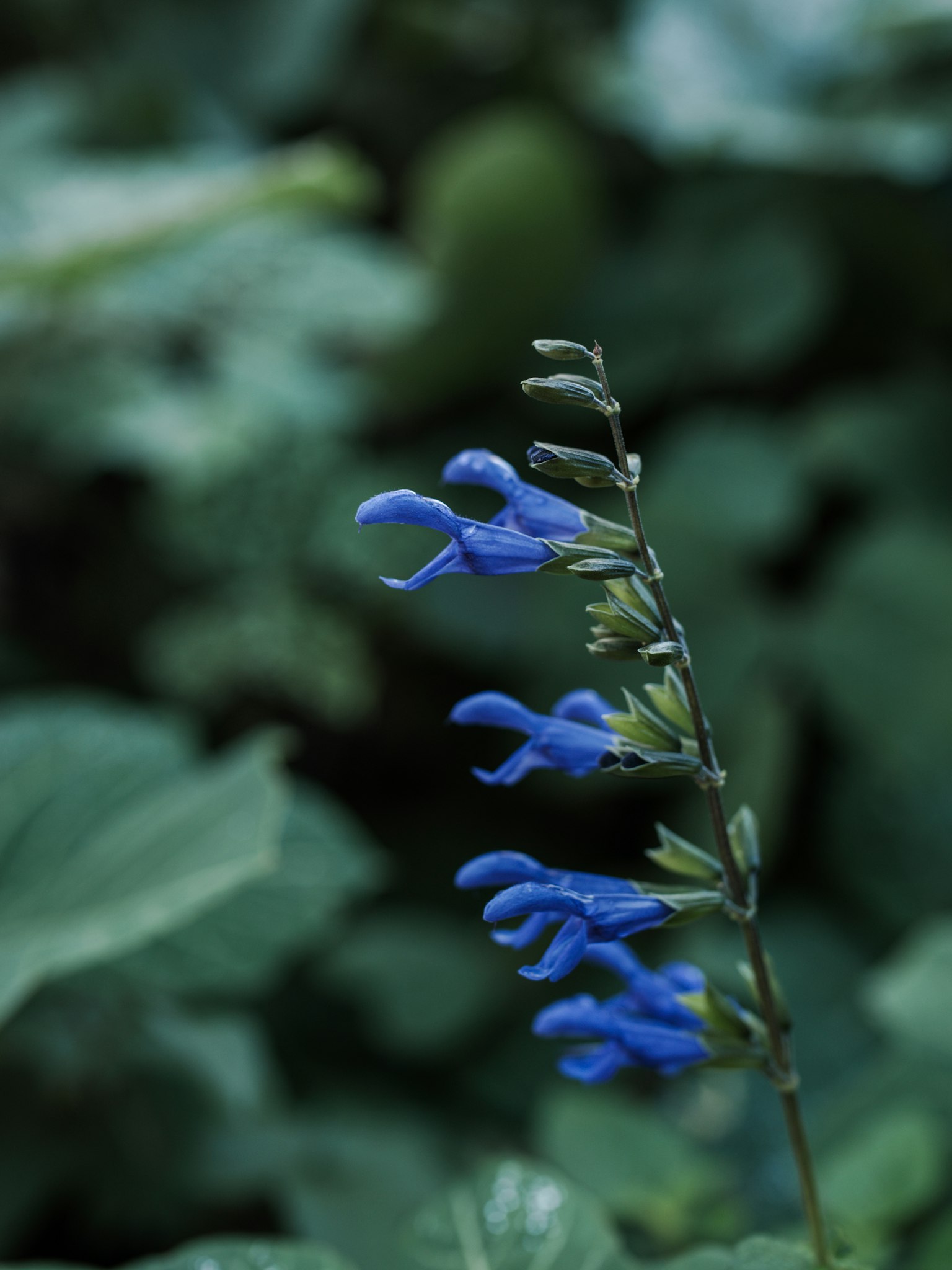 Espiga de flor azul contra un fondo verde