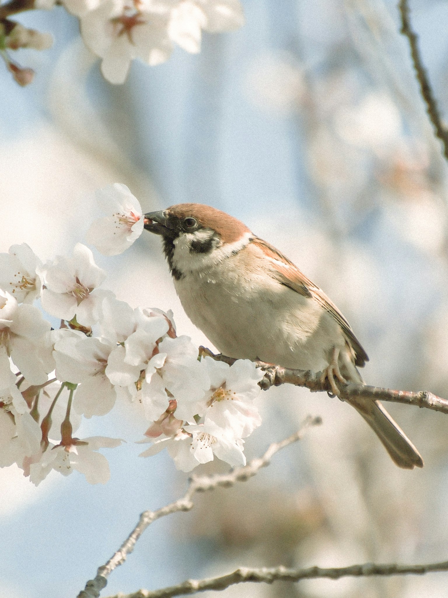 Sparrow perched near cherry blossoms