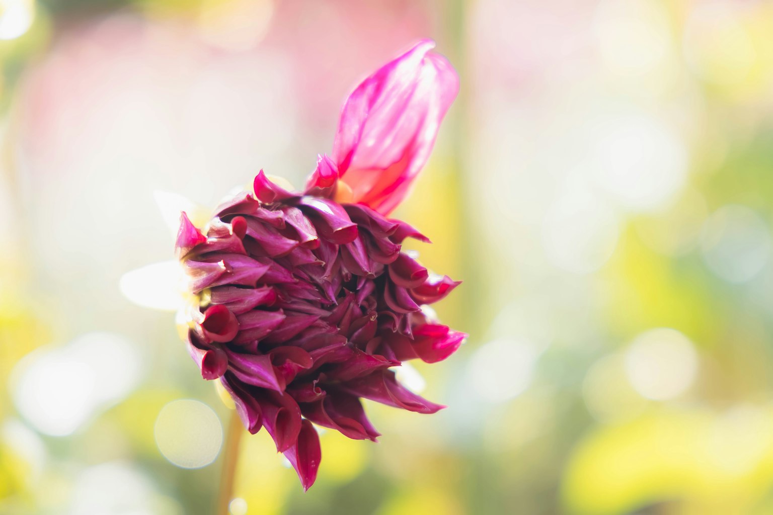 Eine tiefe rote Blume hebt sich vor einem verschwommenen Hintergrund ab