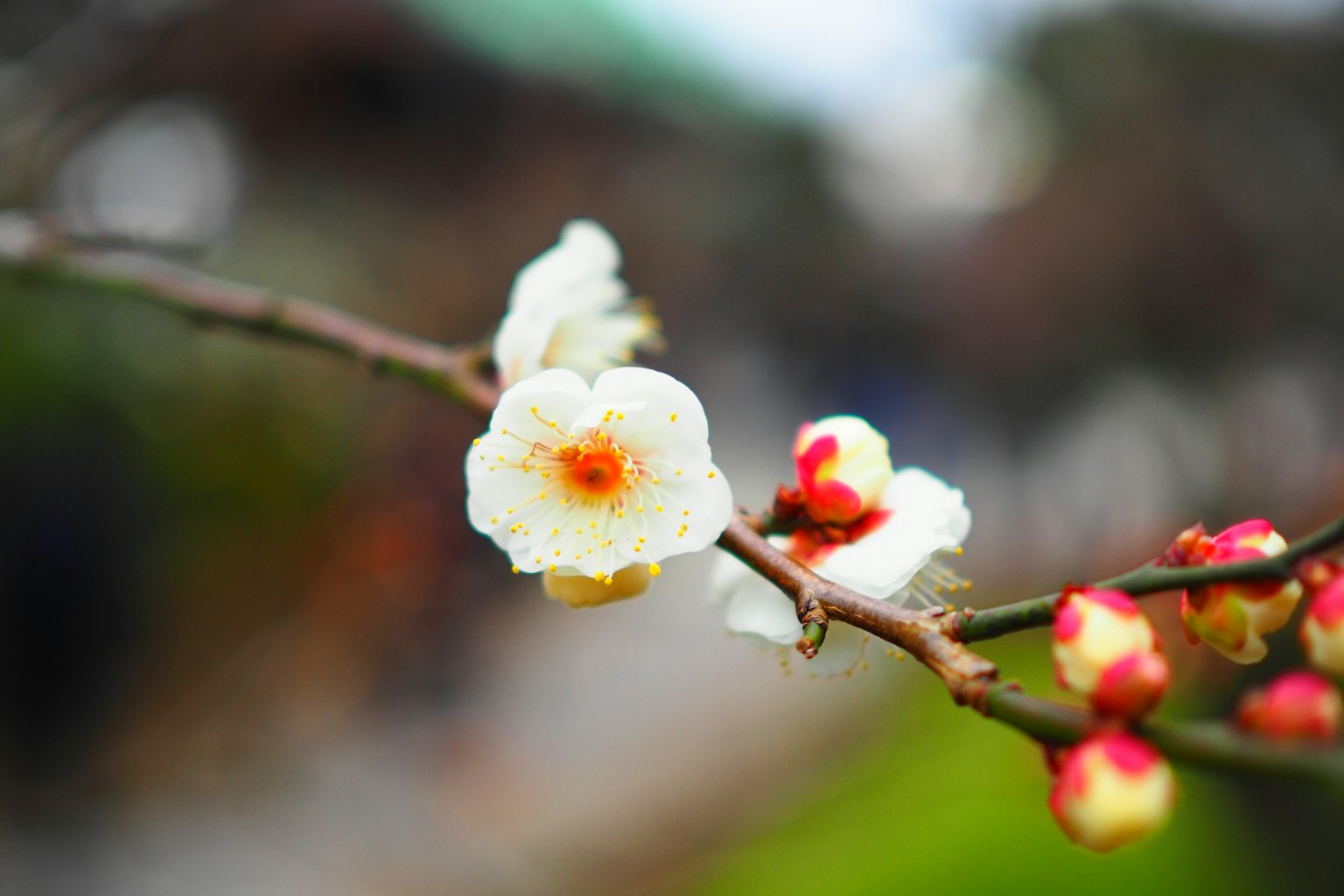 Nahaufnahme eines Pflaumenast mit weißen Blüten und roten Knospen