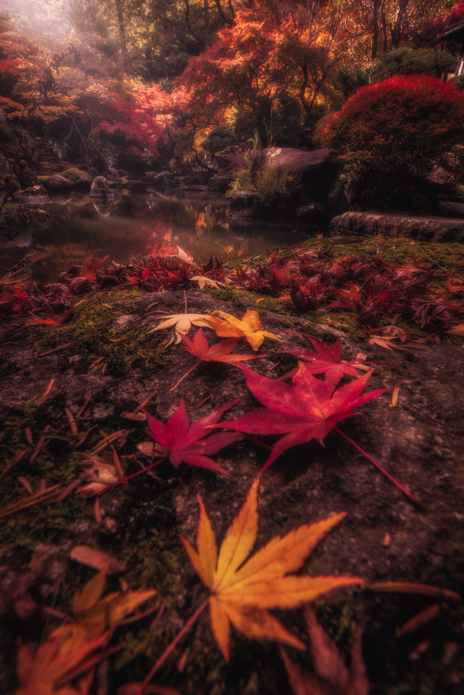 Feuilles d'automne colorées éparpillées autour d'un étang serein