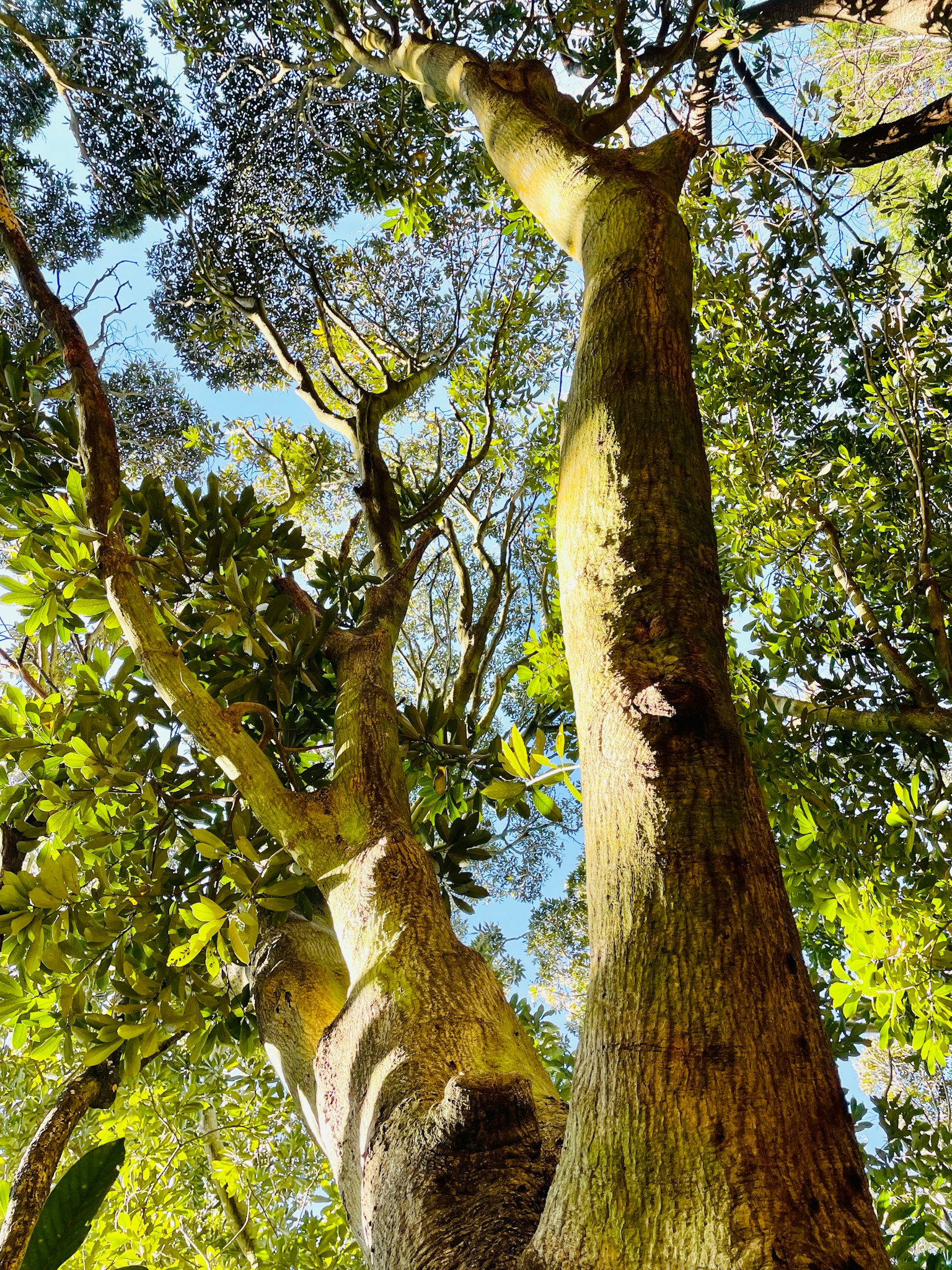 Alto tronco d'albero circondato da foglie verdi e cielo blu