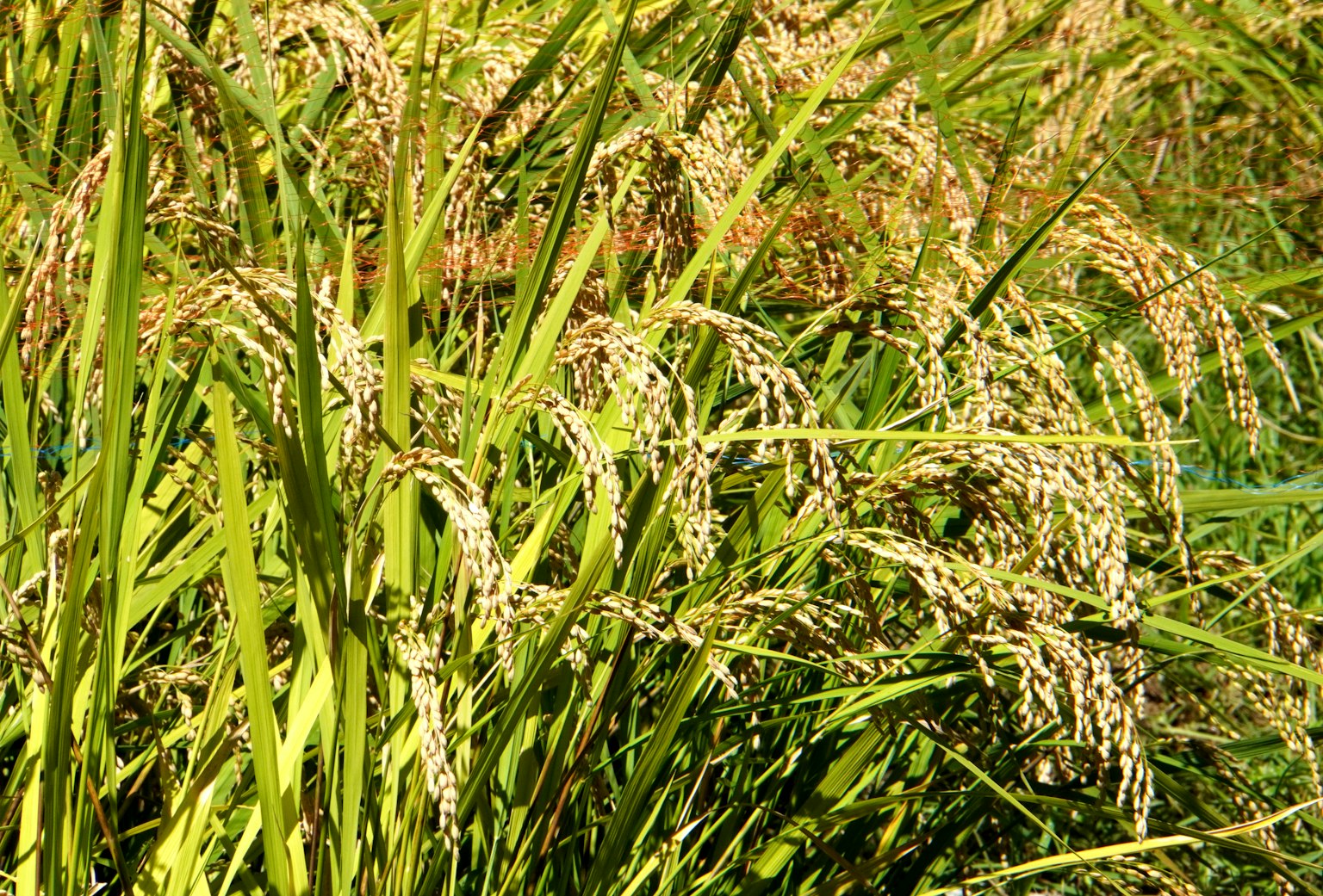 Telinga padi emas di ladang padi yang subur