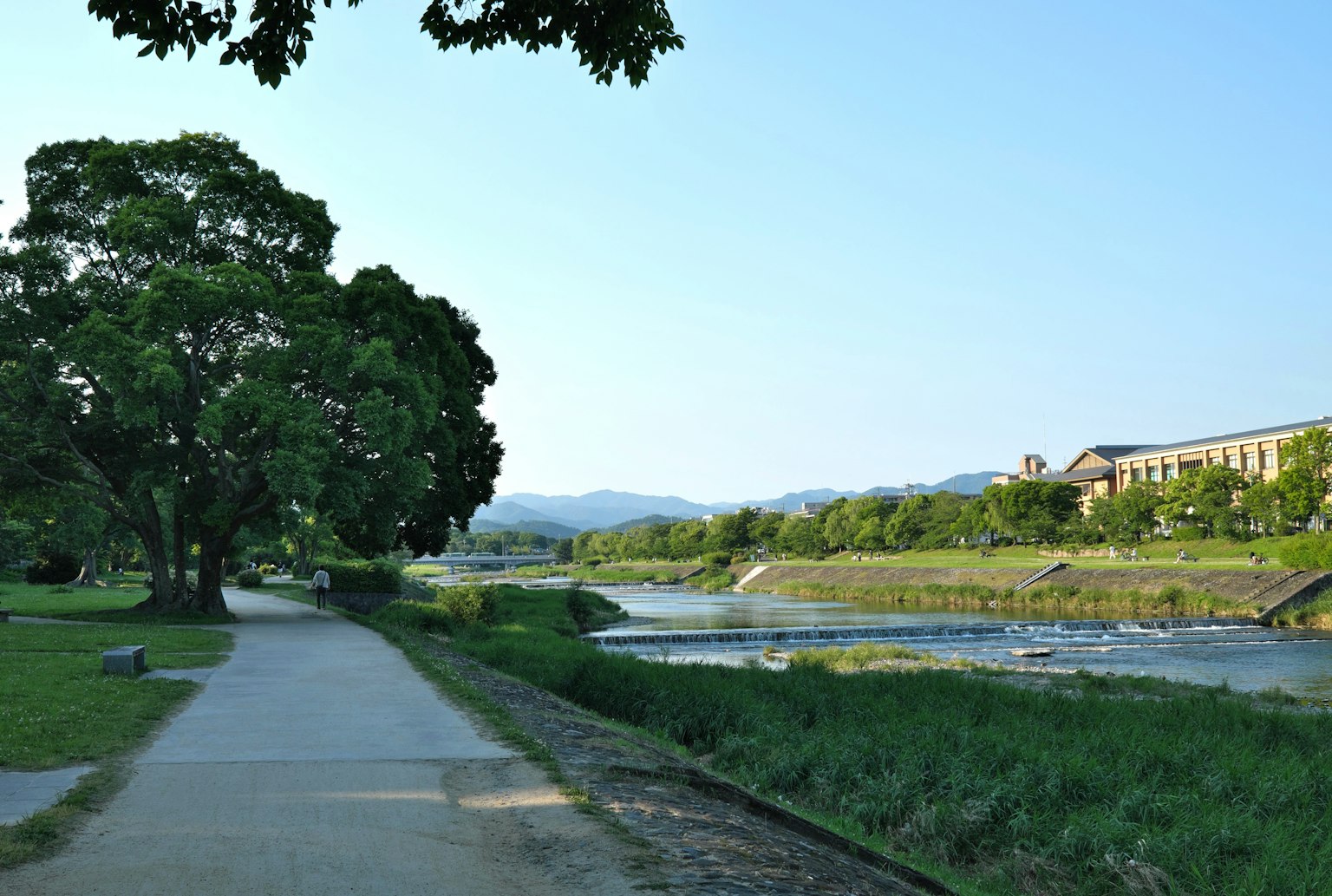 Scenic riverside pathway with large tree and distant buildings