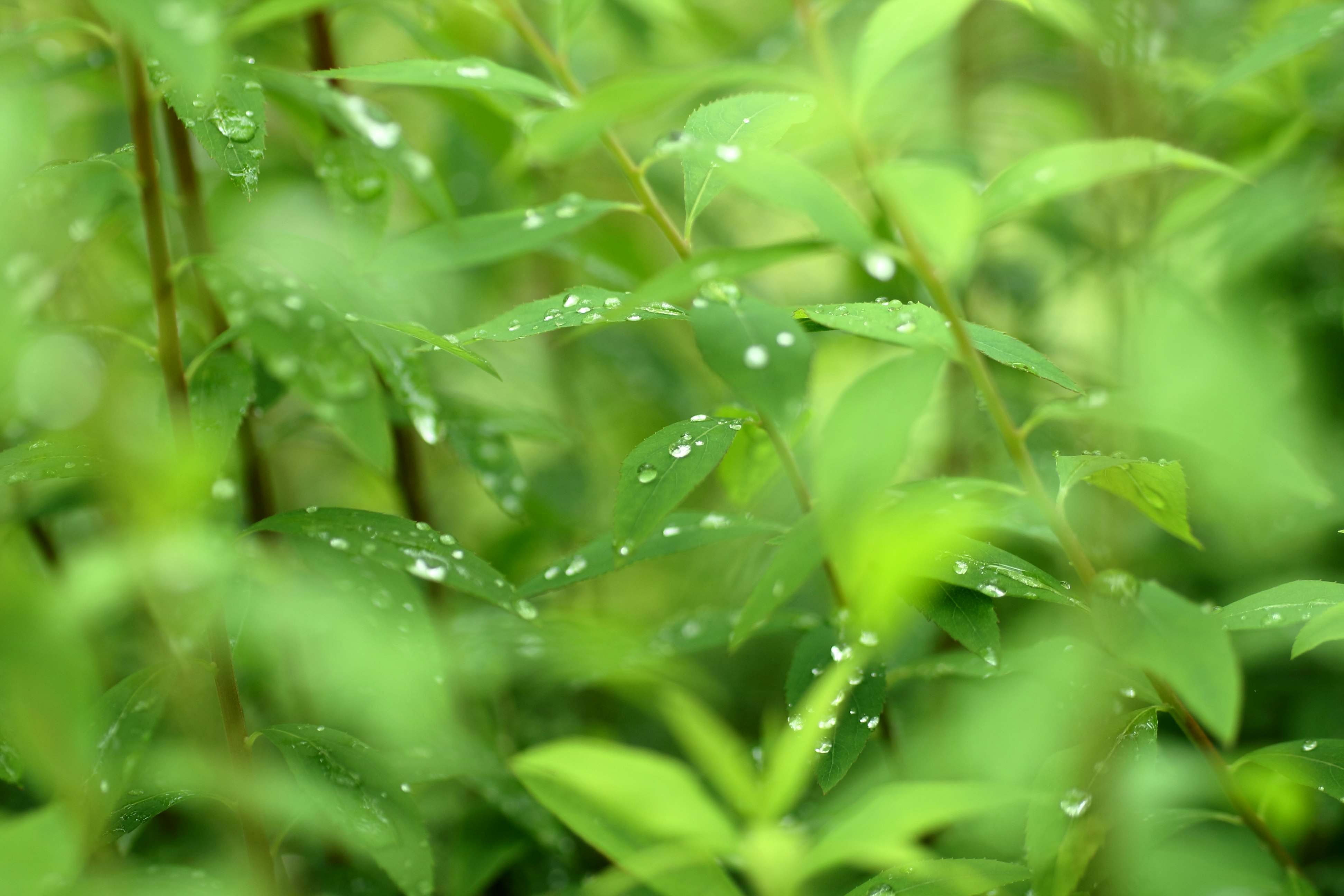 雨粒のついた若葉が揺れる草むらのクローズアップ
