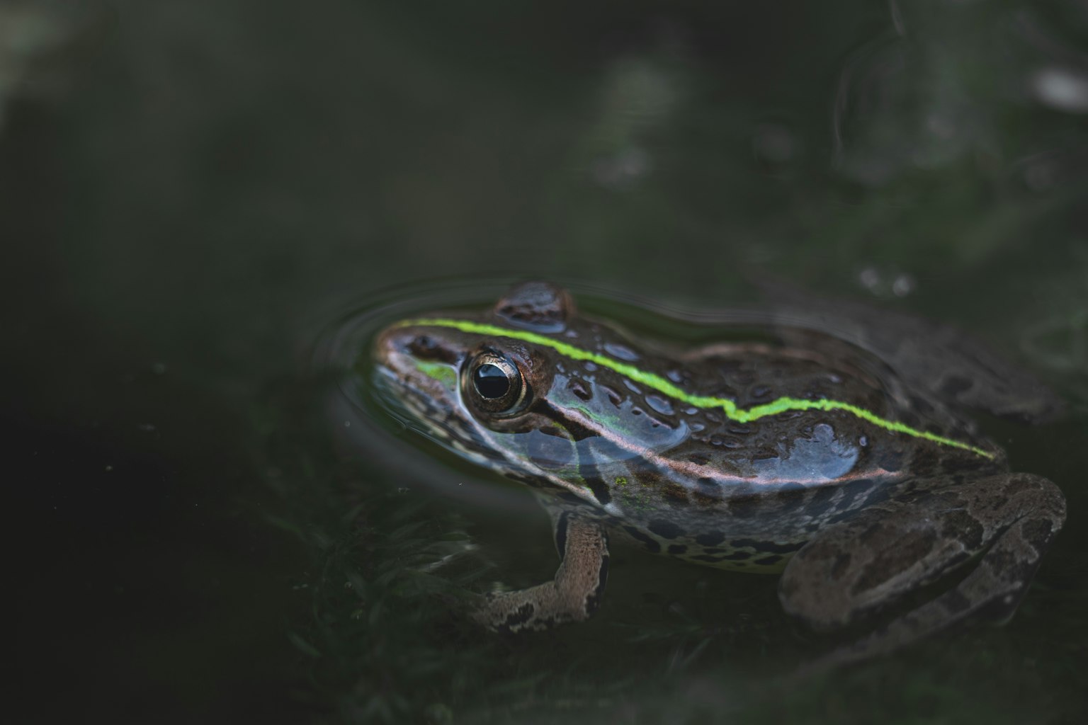 Primer plano de una rana con rayas verdes en el agua
