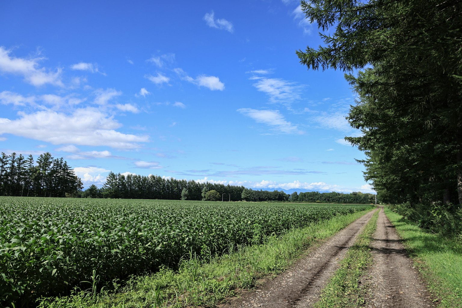 Schotterweg neben einem grünen Feld unter einem blauen Himmel