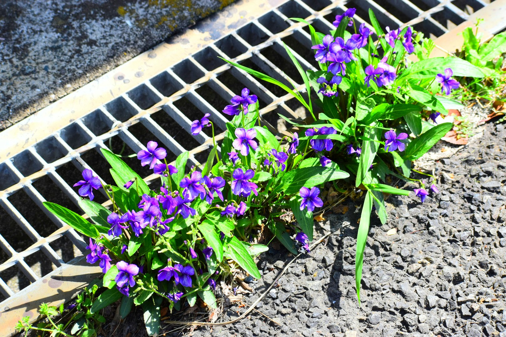 側溝の縁に咲くスミレと若葉の花