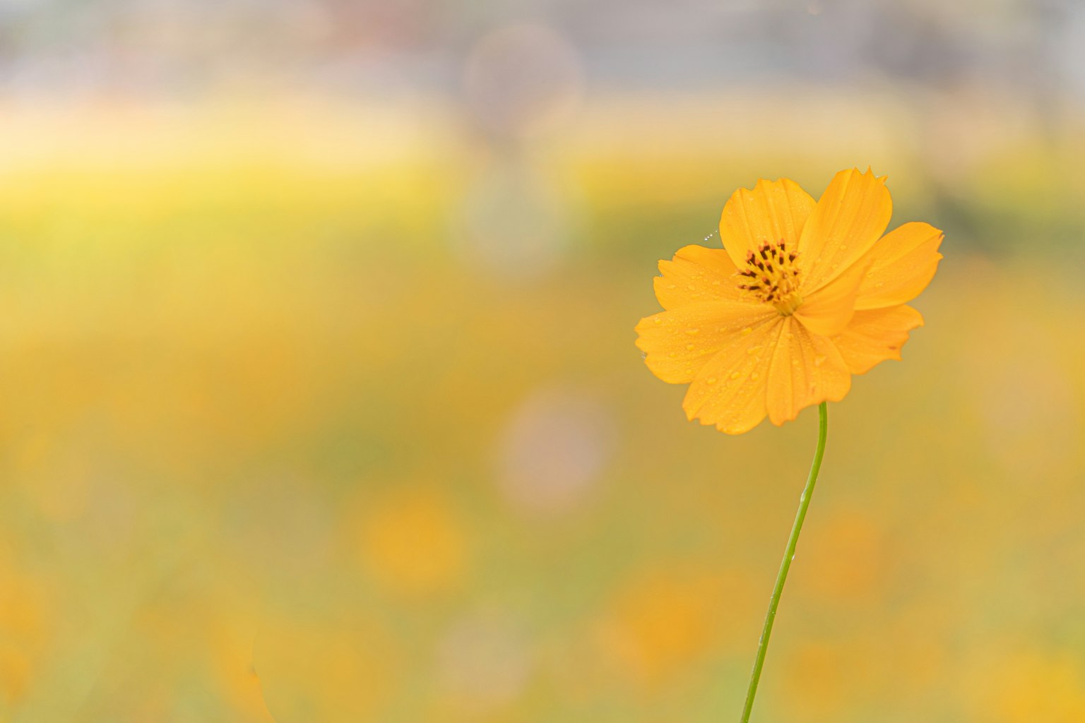 Sebuah bunga kuning cerah berdiri sendiri dengan latar belakang ladang bunga yang kabur