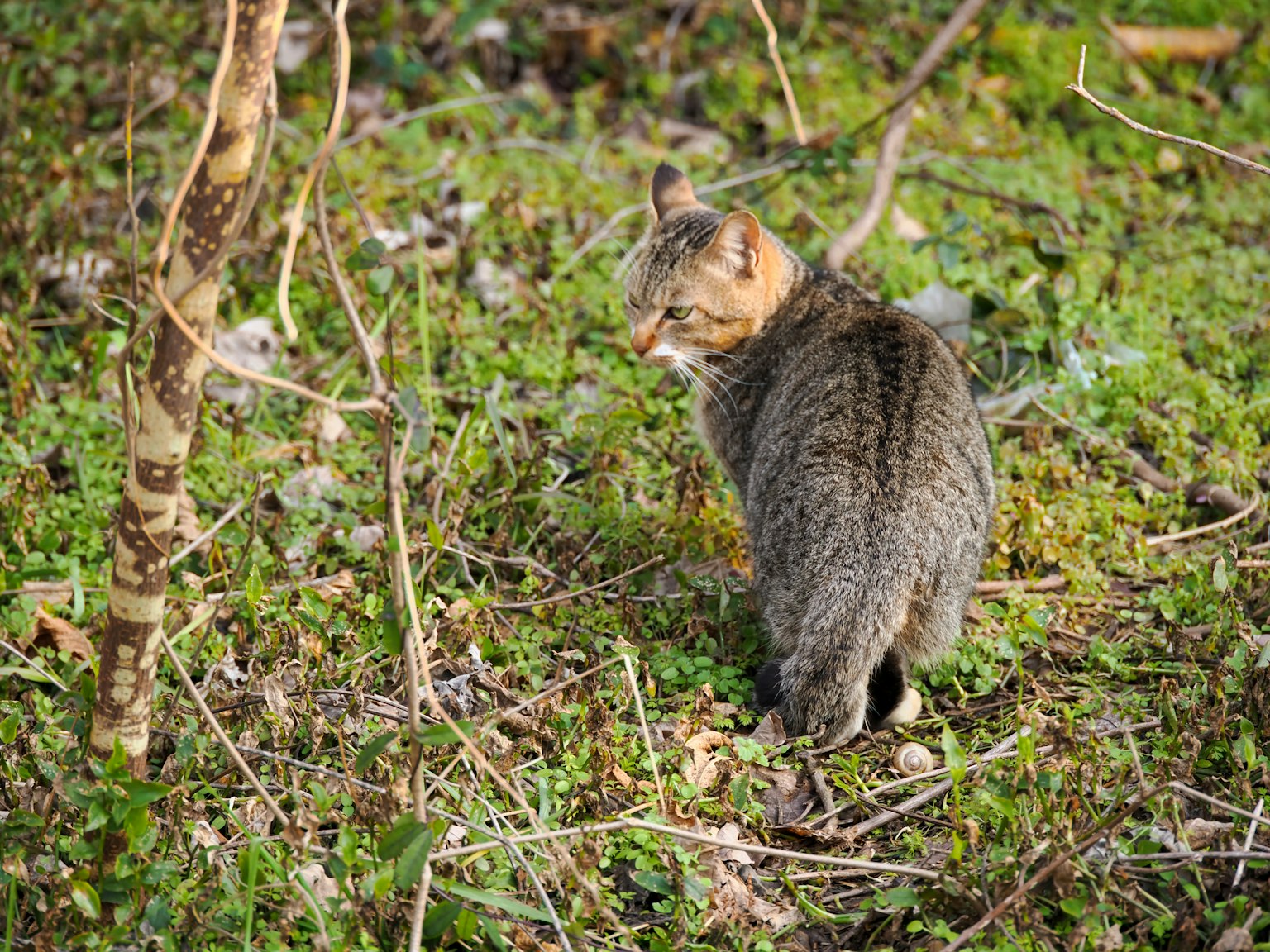 Eine Wildkatze, die sich in einem grünen Grasbereich umdreht