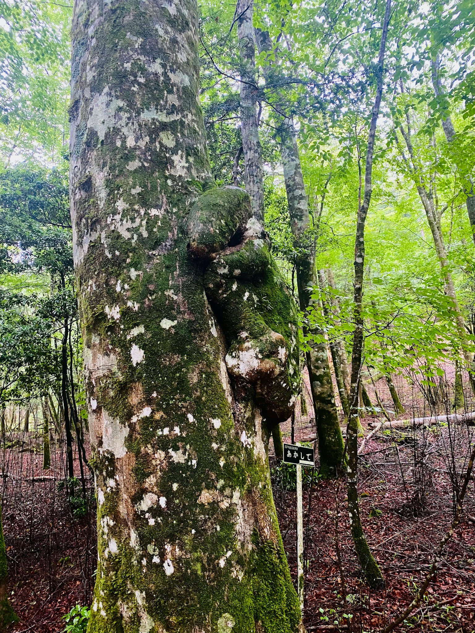 Moss-covered tree trunk in a lush green forest