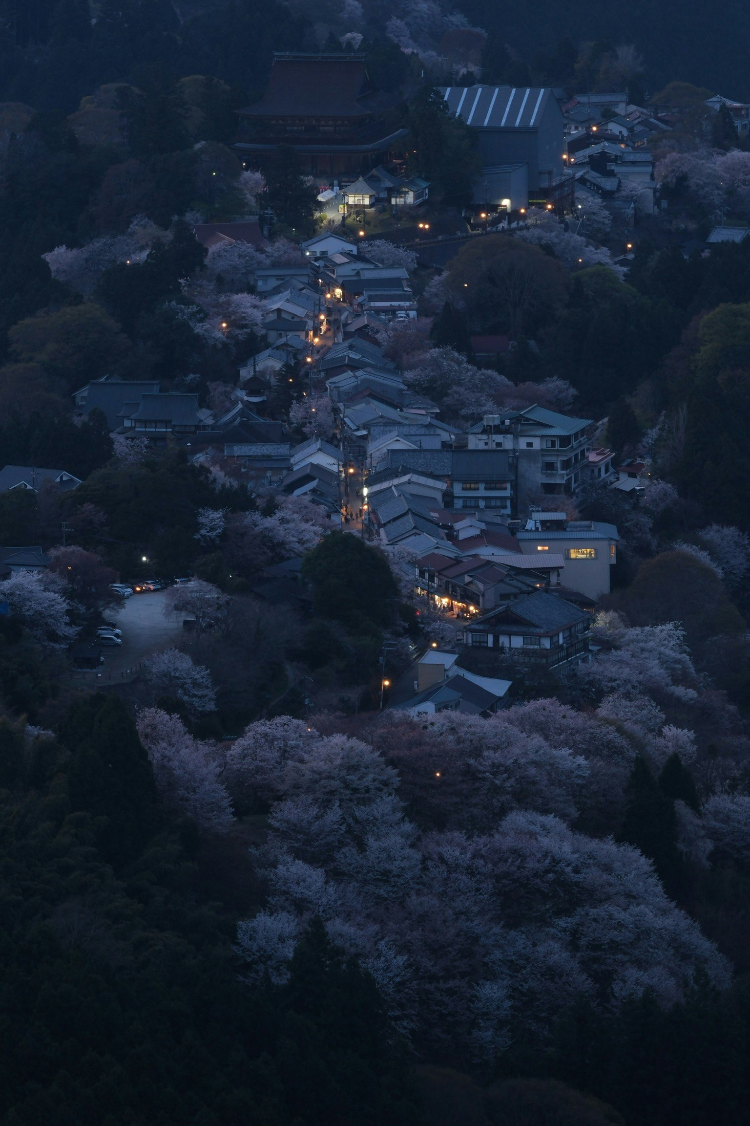 Vista nocturna de árboles de cerezo iluminados y casas