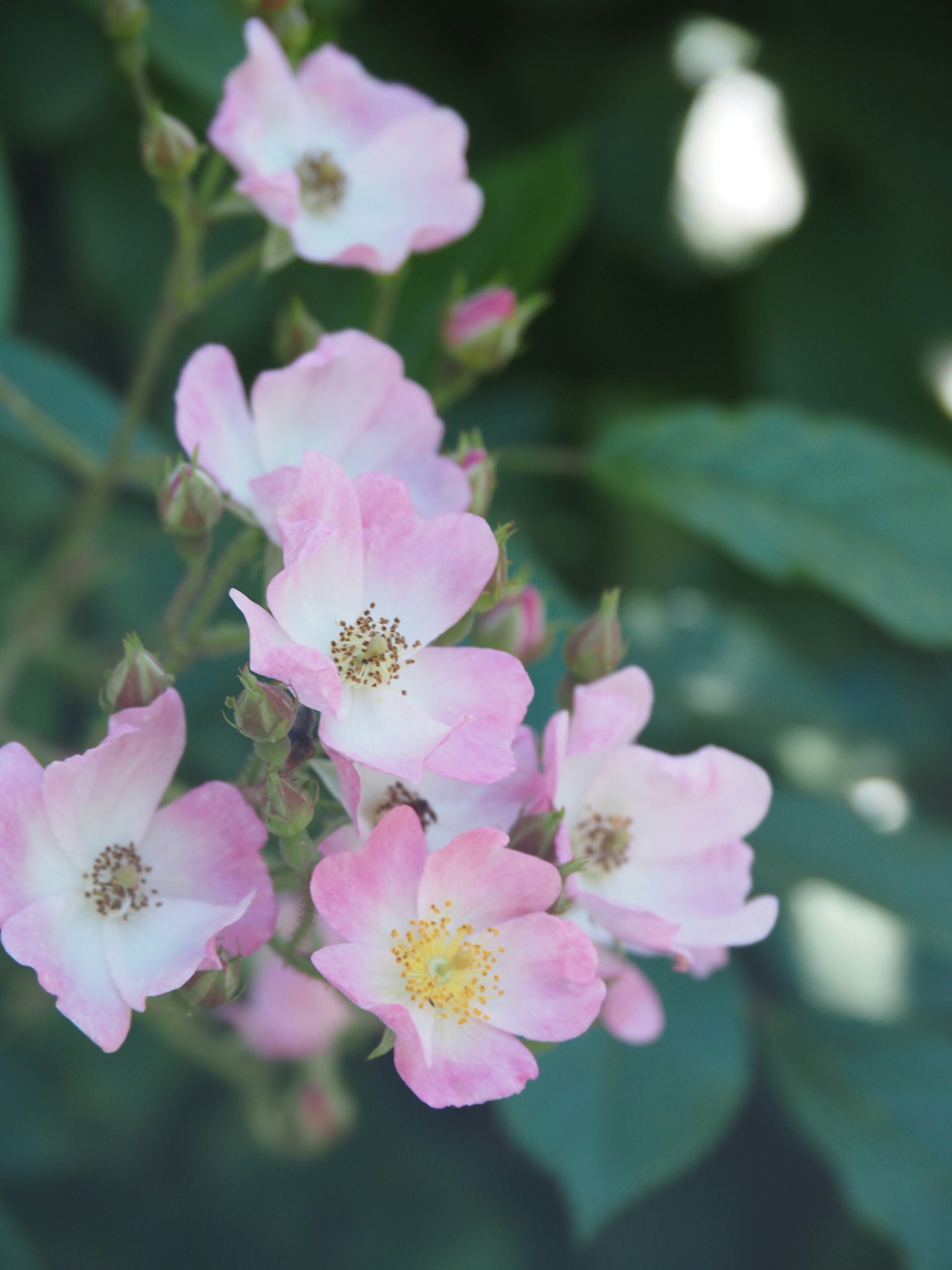 Fleurs roses délicates s'épanouissant parmi des feuilles vertes
