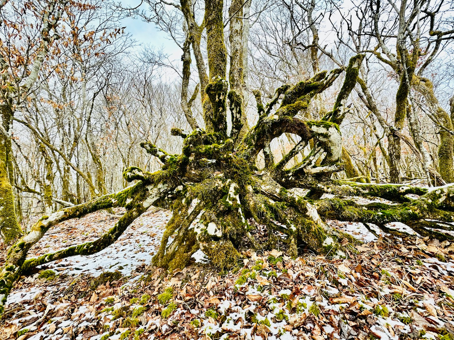 Moosbedeckte Baumwurzeln in einer Winterwaldlandschaft