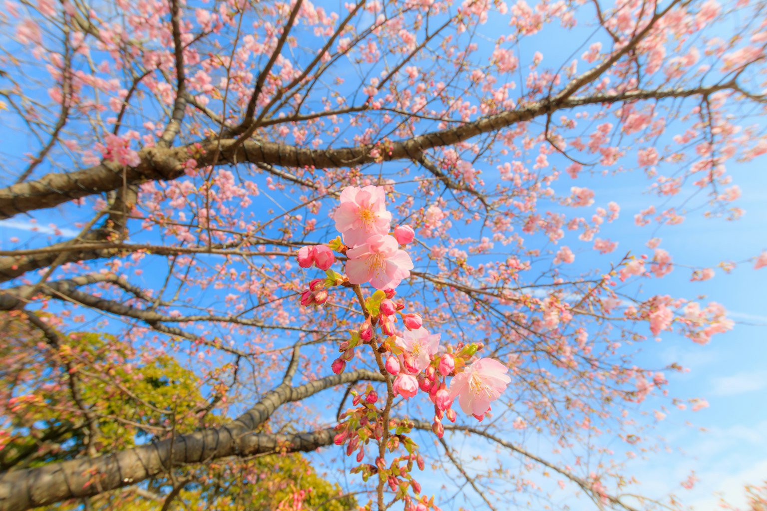 Hermosas flores de cerezo y ramas contra un cielo azul