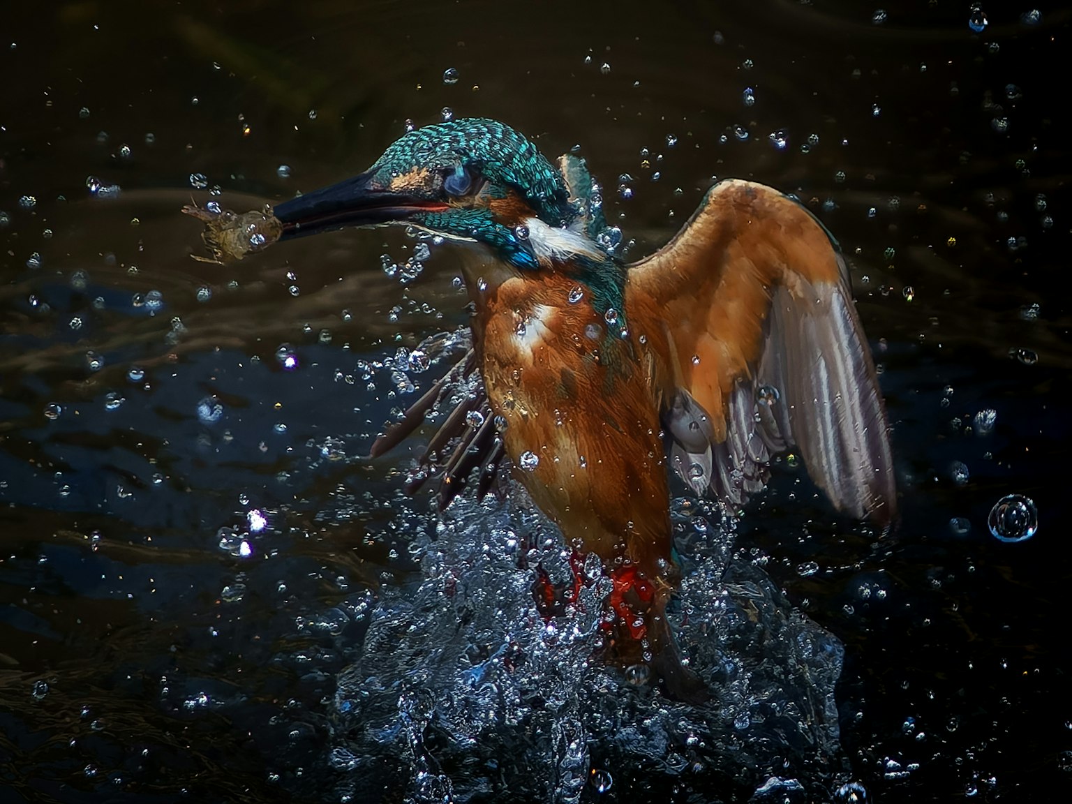 Eisvogel fängt Fisch an der Wasseroberfläche Lebhafte blaue Kopf und orangefarbener Körper Beeindruckender Schuss mit ausgebreiteten Flügeln