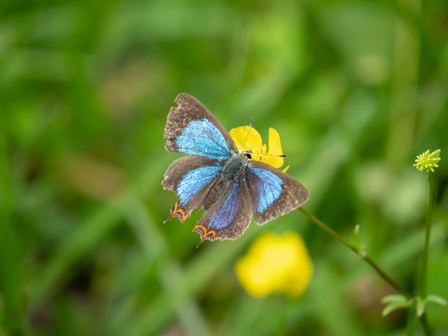 Papillon bleu posé sur une fleur jaune avec un fond vert