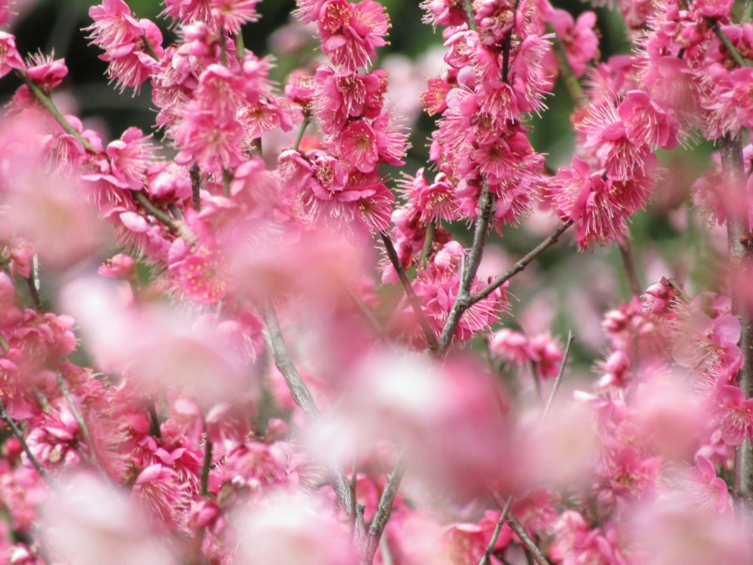 Close-up dari cabang dengan bunga pink cerah