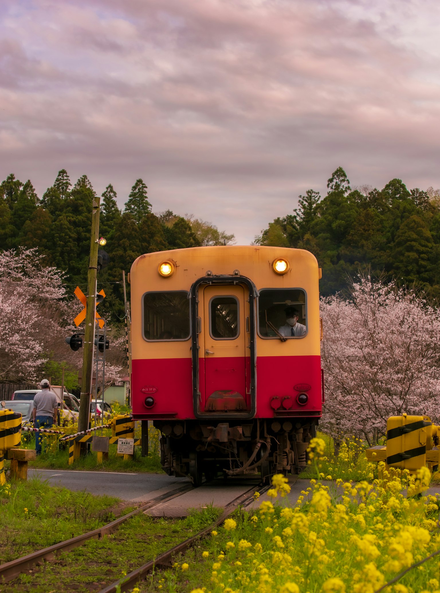 Tren rojo y amarillo cerca de los cerezos en flor