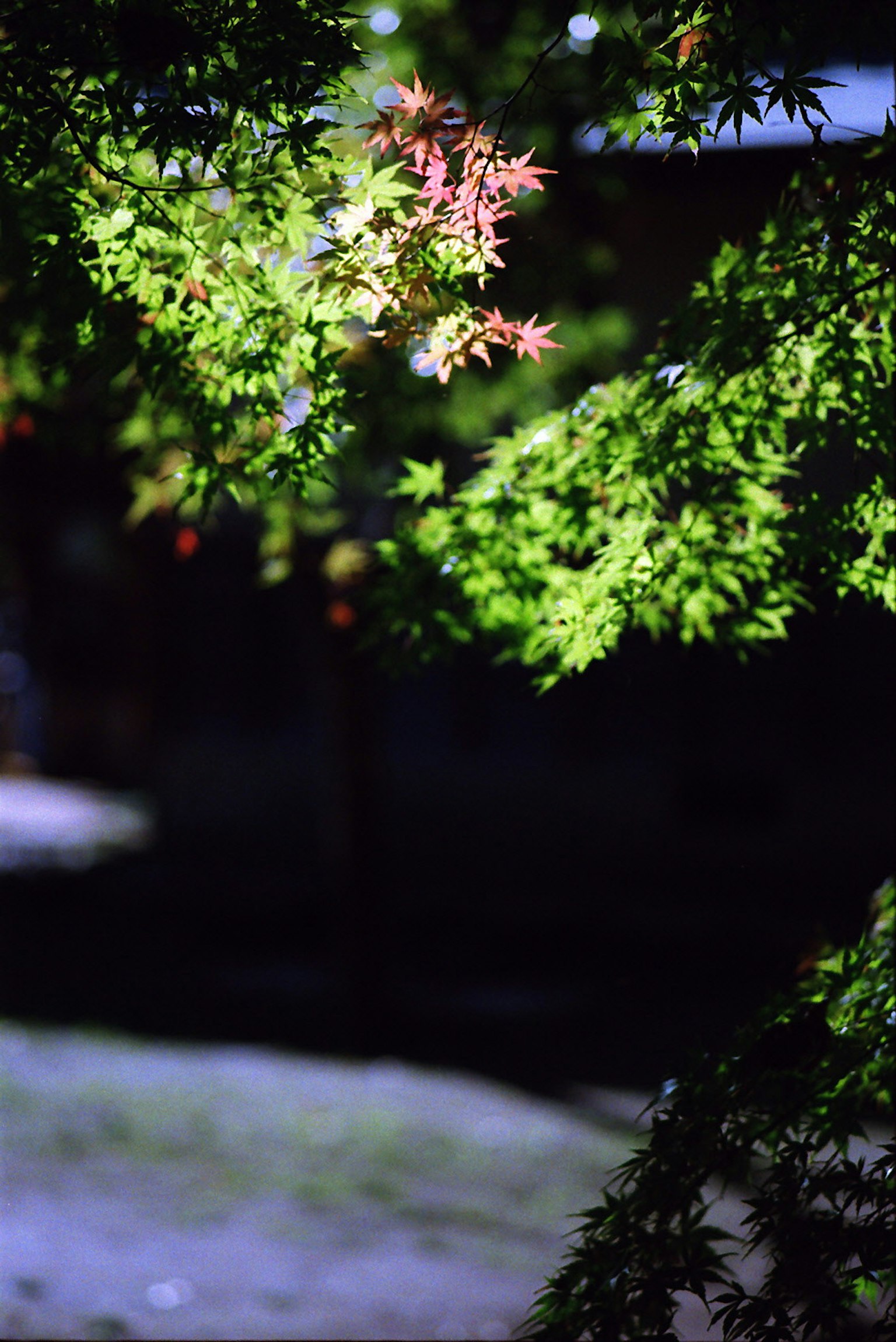 Escena de jardín nocturno con hojas verdes vibrantes y nuevo crecimiento rojo