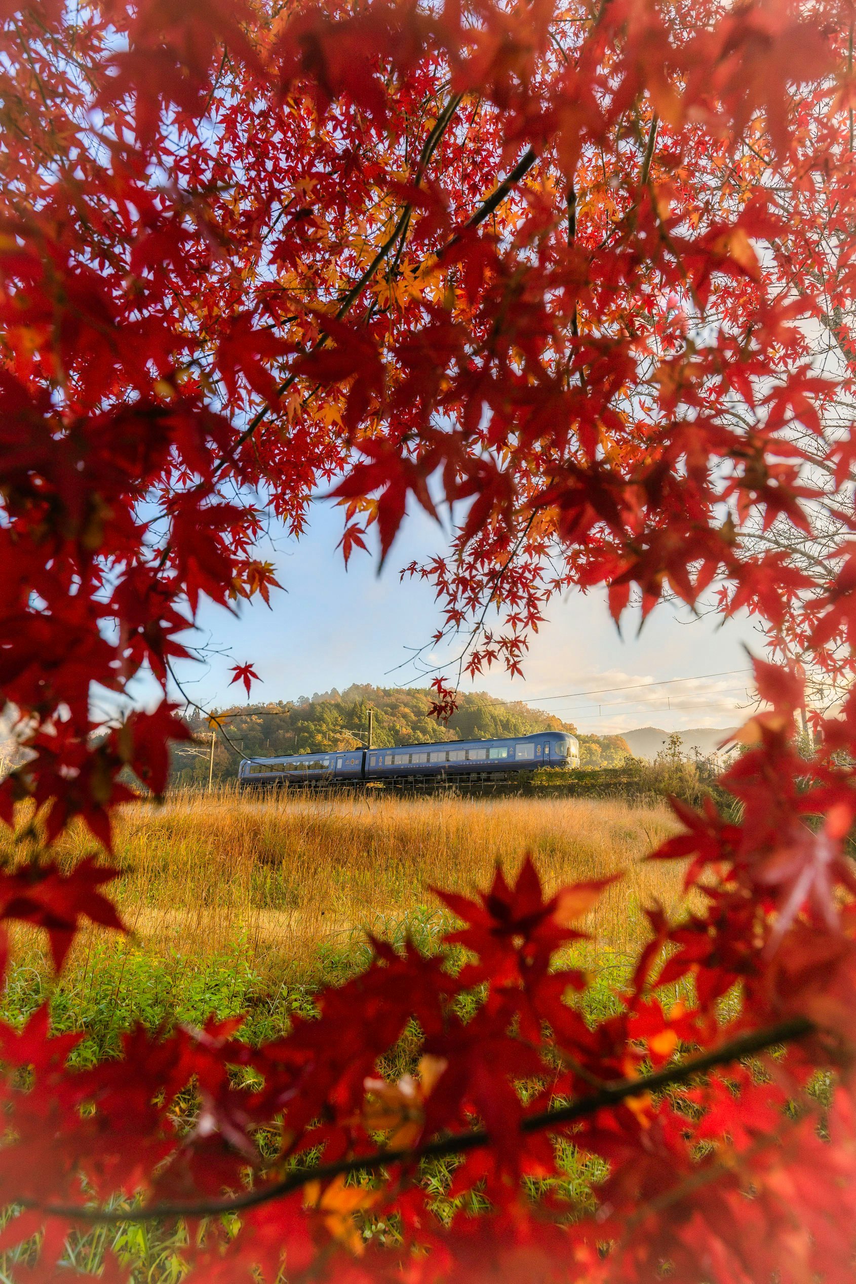 紅葉の枝越しに広がる秋の草原と青い列車