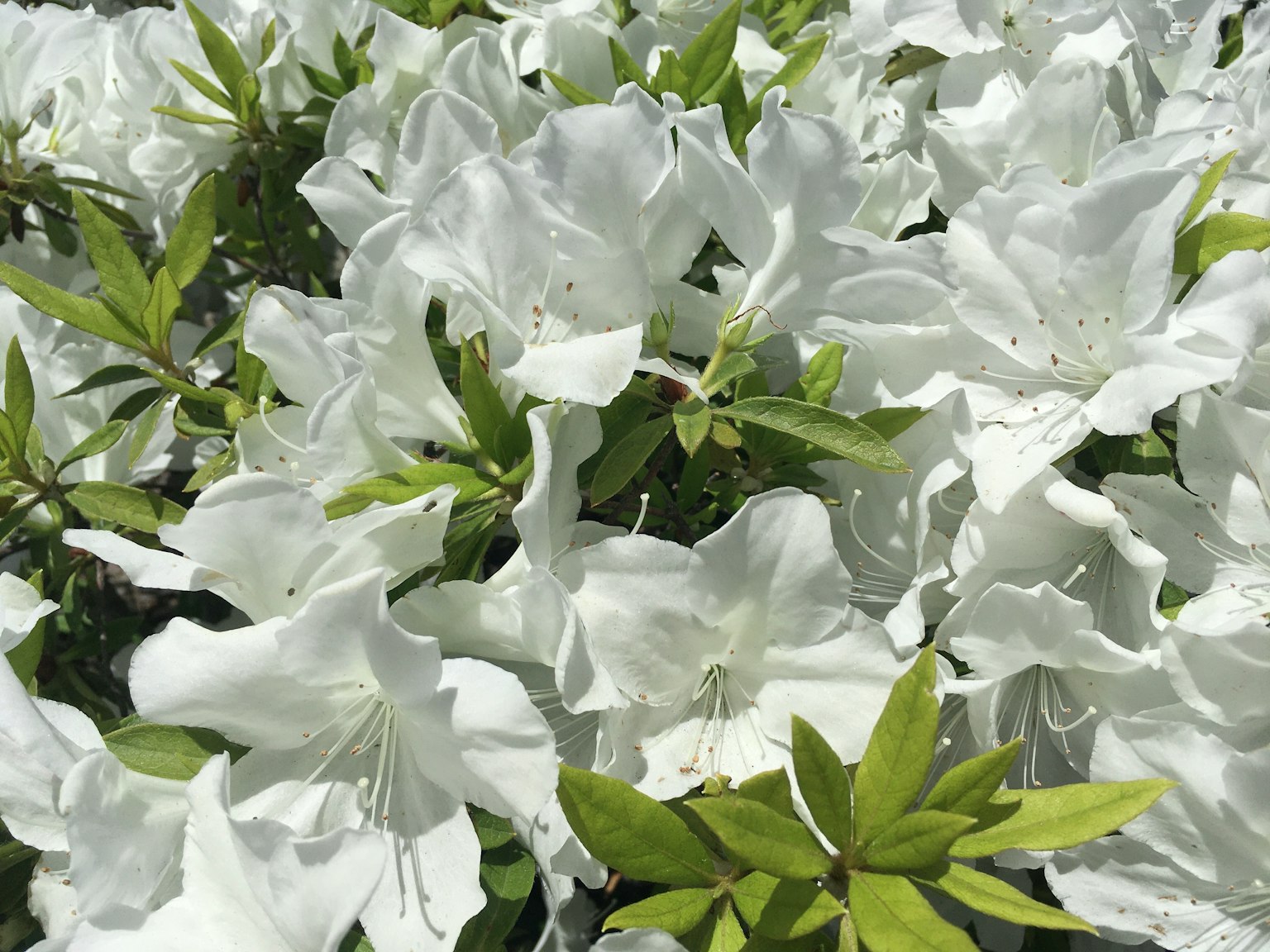 Flores de azalea blancas en plena floración con hojas verdes vibrantes