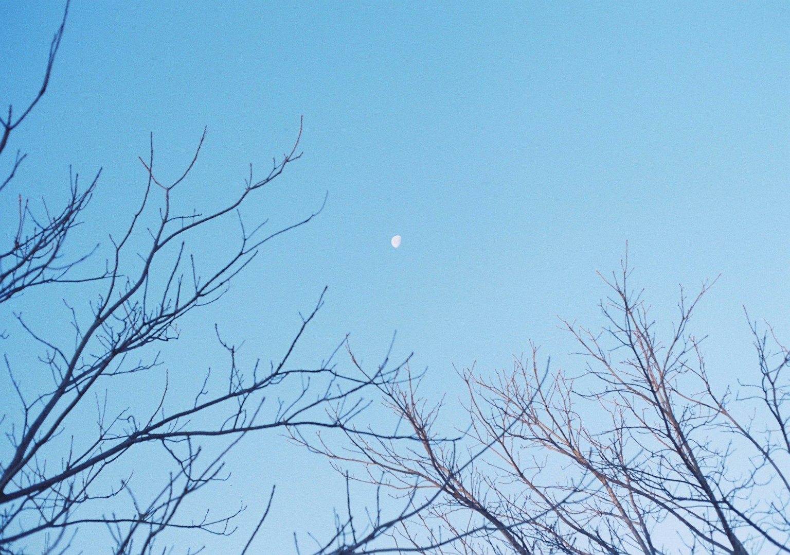 Rami di alberi contro un cielo blu chiaro con una luna crescente