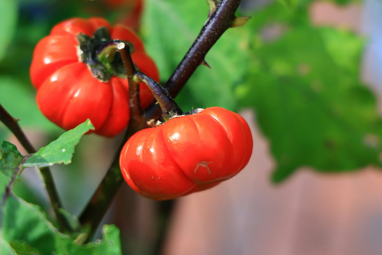 Rama con frutos rojos que parecen calabazas