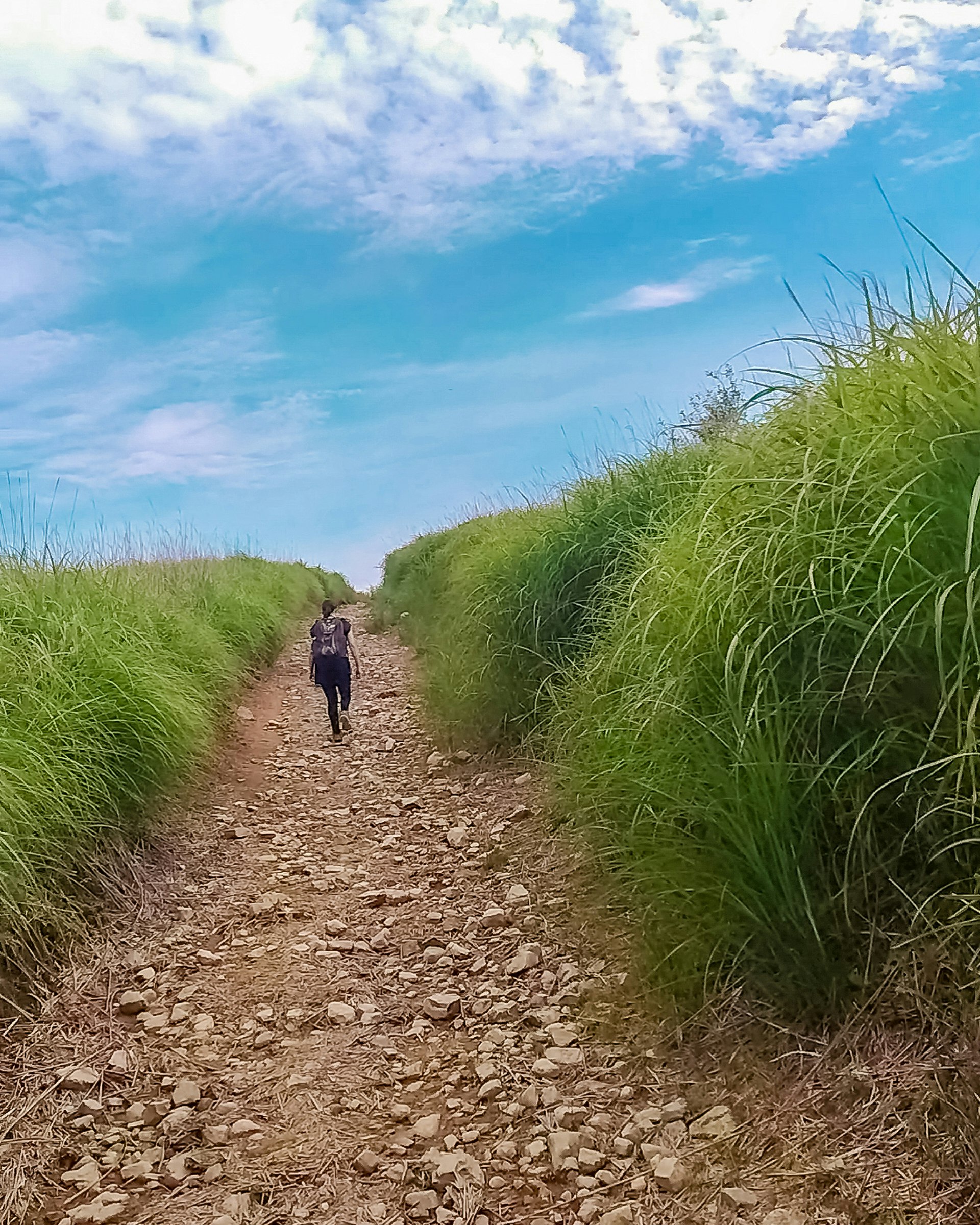 緑の草に囲まれた山道を歩く登山者の風景