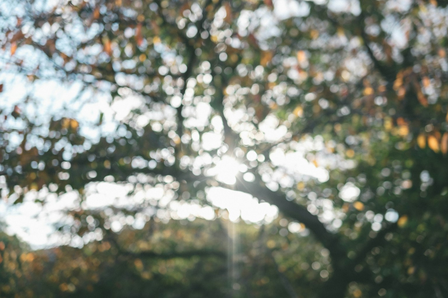 Arrière-plan flou avec des branches d'arbre et de la lumière du soleil