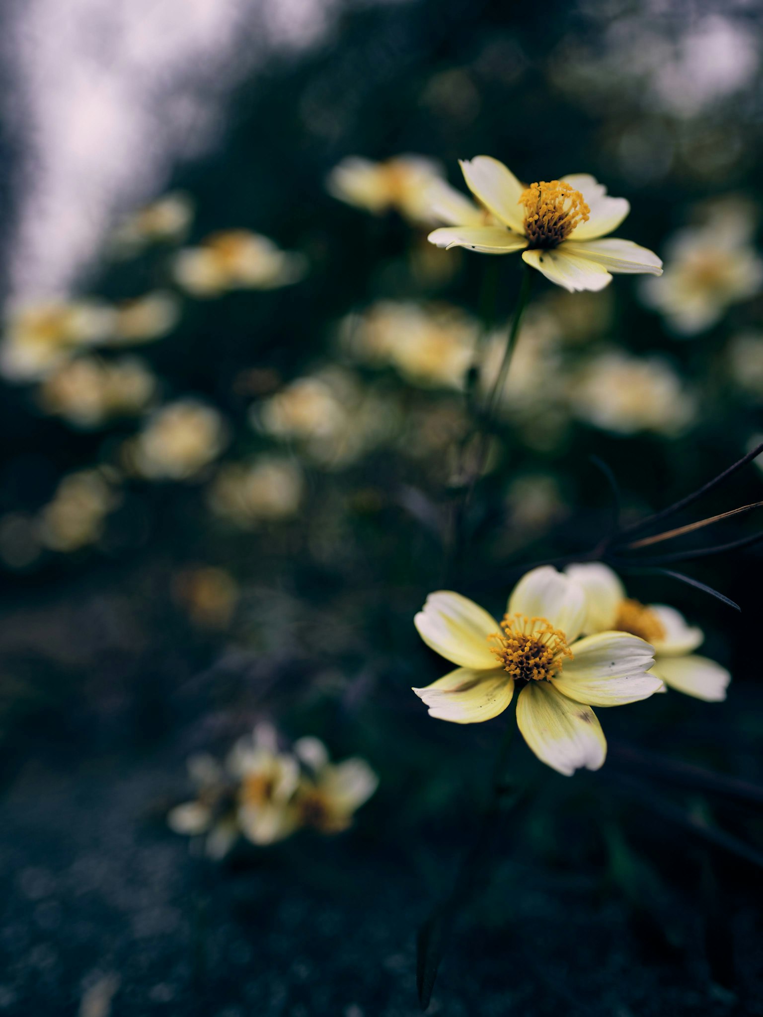 Une photo de groupes de fleurs jaunes pâles avec un arrière-plan flou