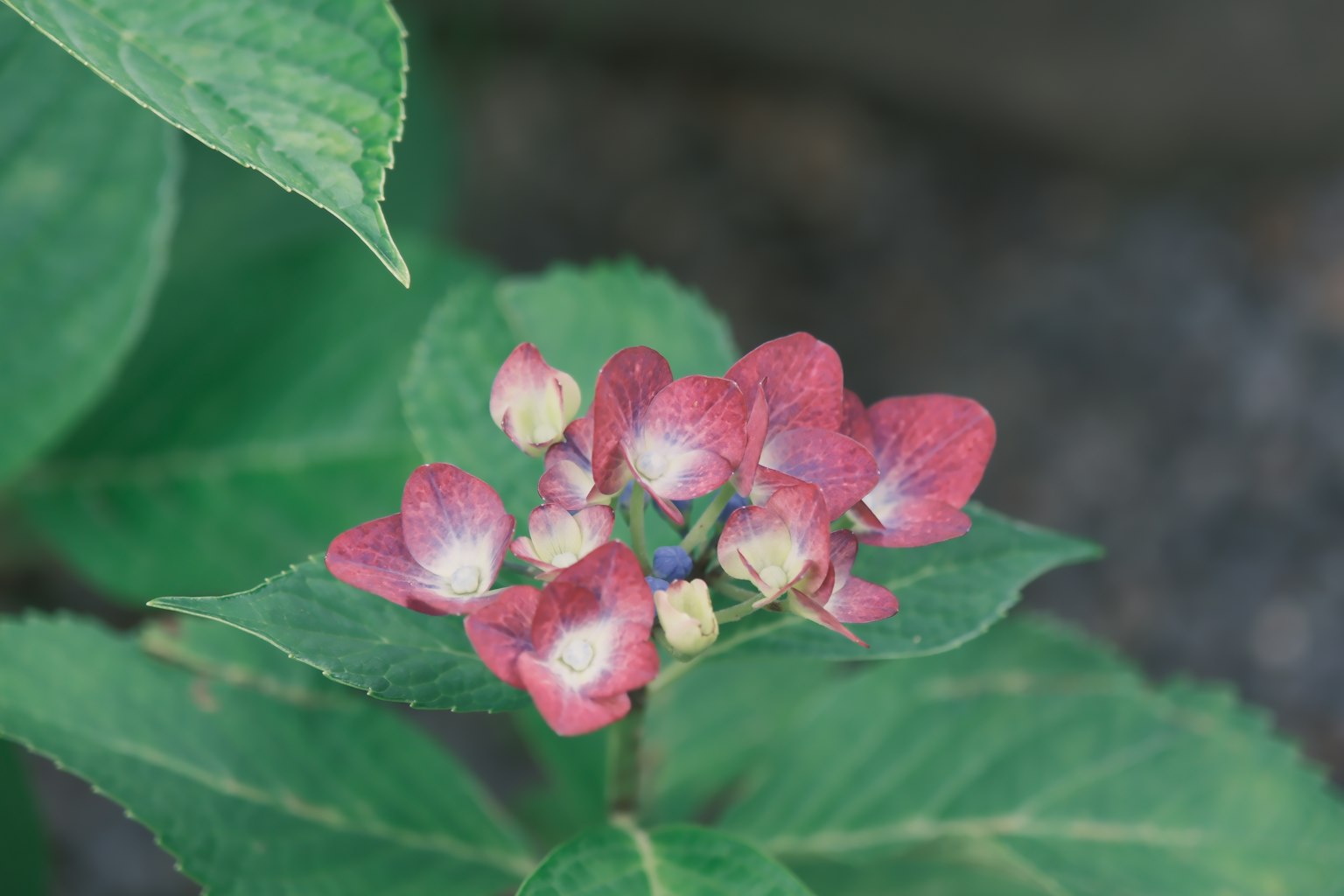 Bunga merah ungu kecil yang mekar di antara daun hijau