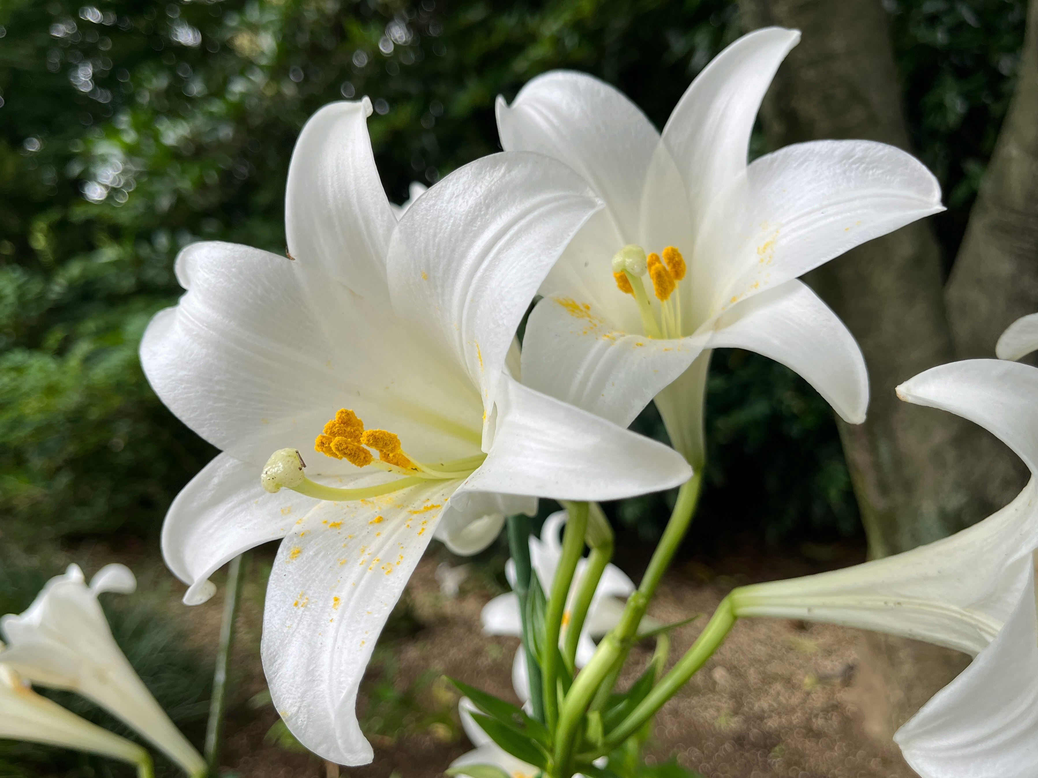 花園背景下盛開的白色百合