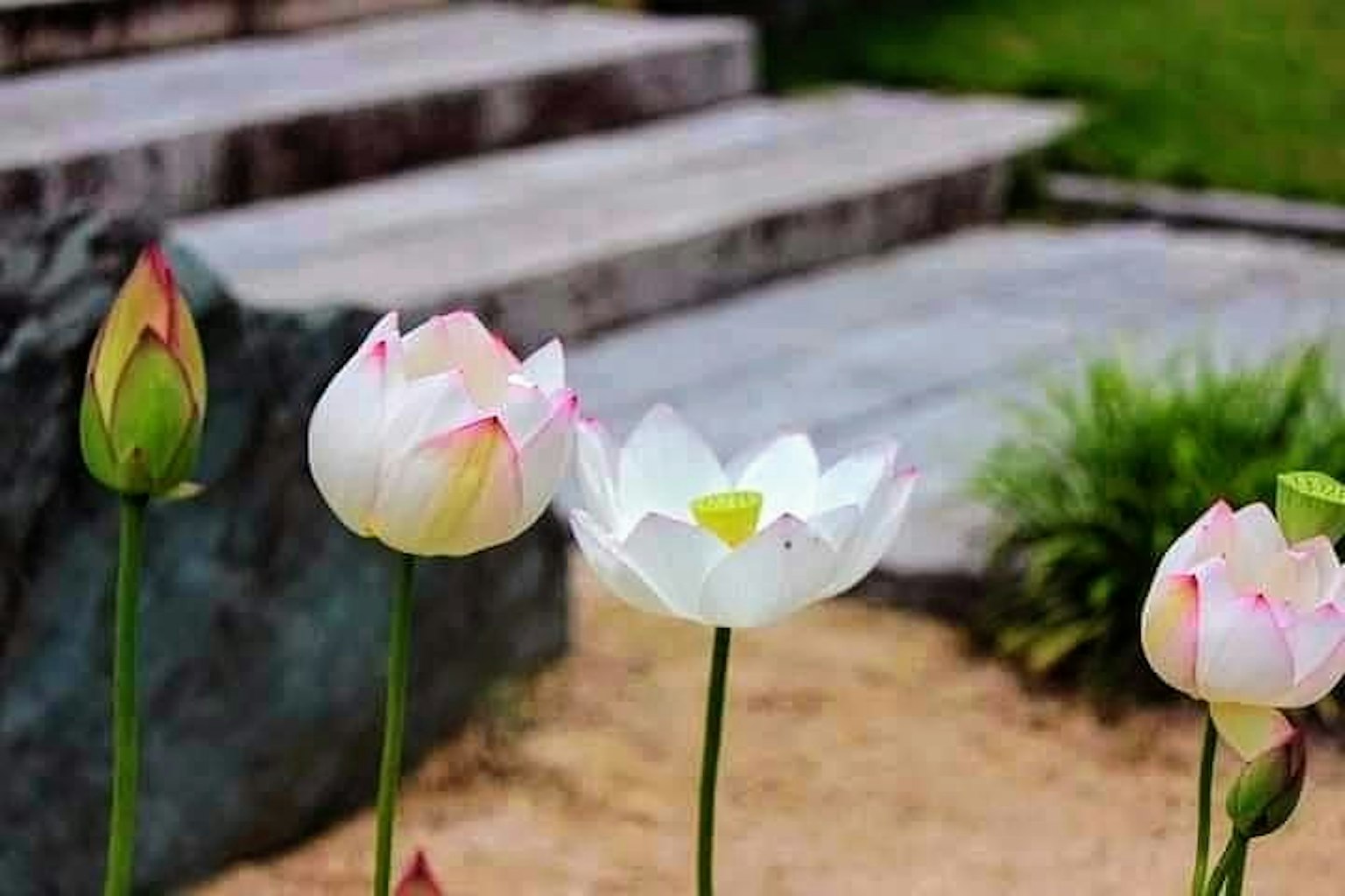 美麗的蓮花在花園的一角盛開