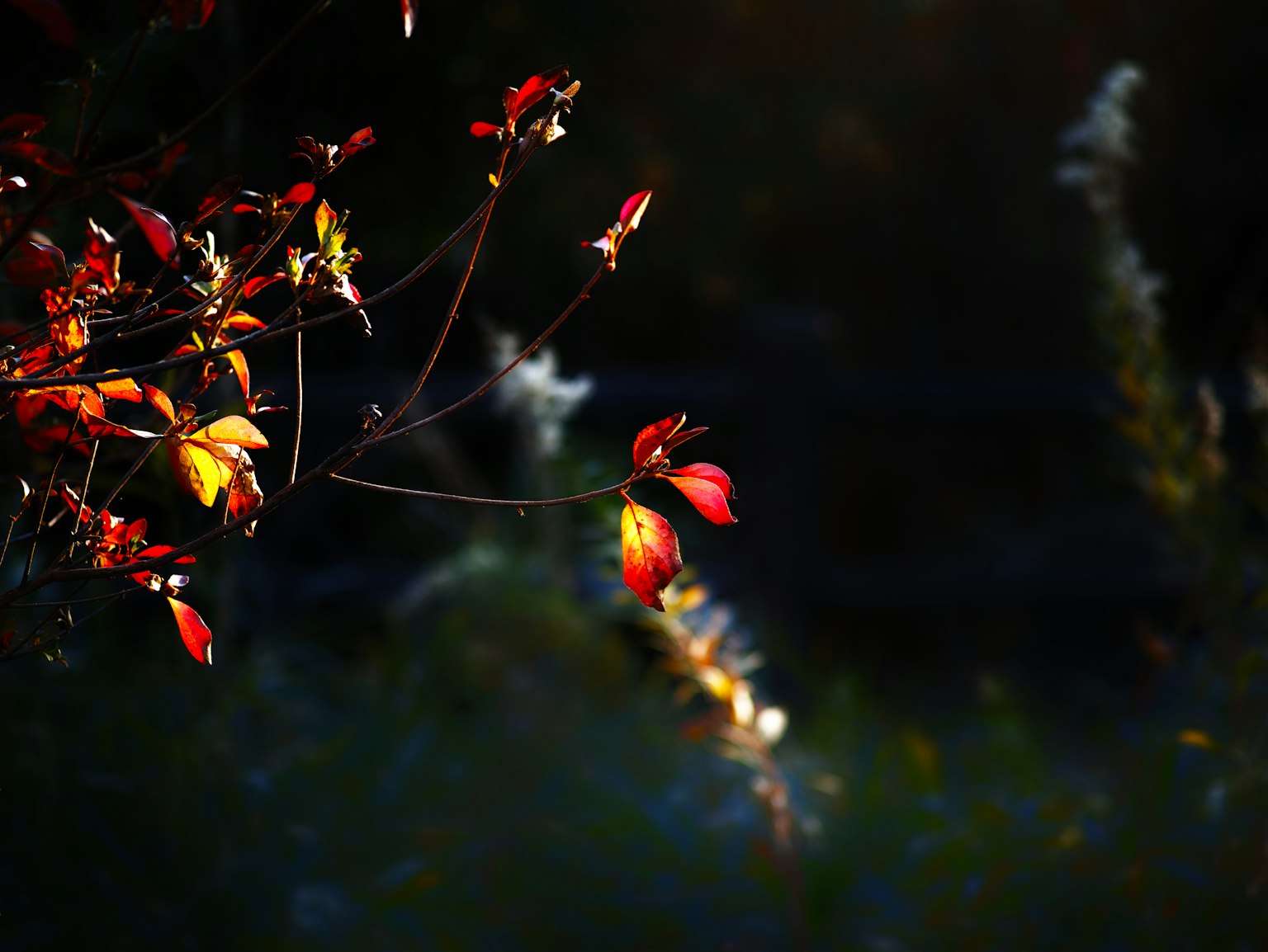 Hermosas hojas de otoño iluminadas contra un fondo oscuro