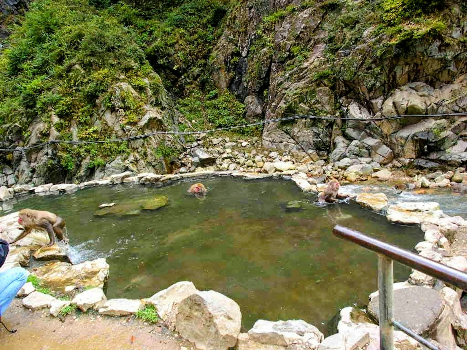 Khỉ tắm trong suối nước nóng tự nhiên bao quanh bởi đá và cây cối