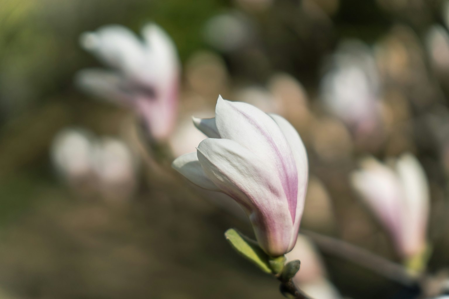 Cận cảnh hoa magnolia với cánh hoa màu hồng nhạt và trắng
