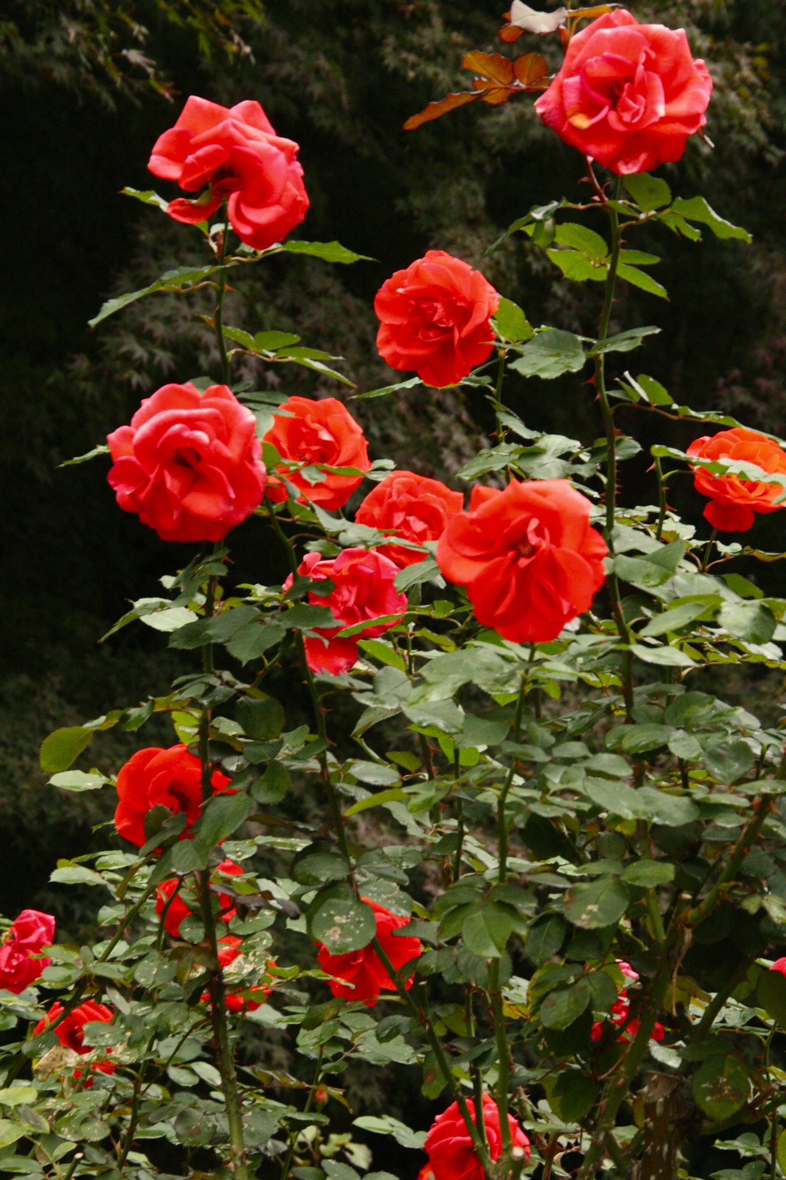 A cluster of blooming red roses with green leaves