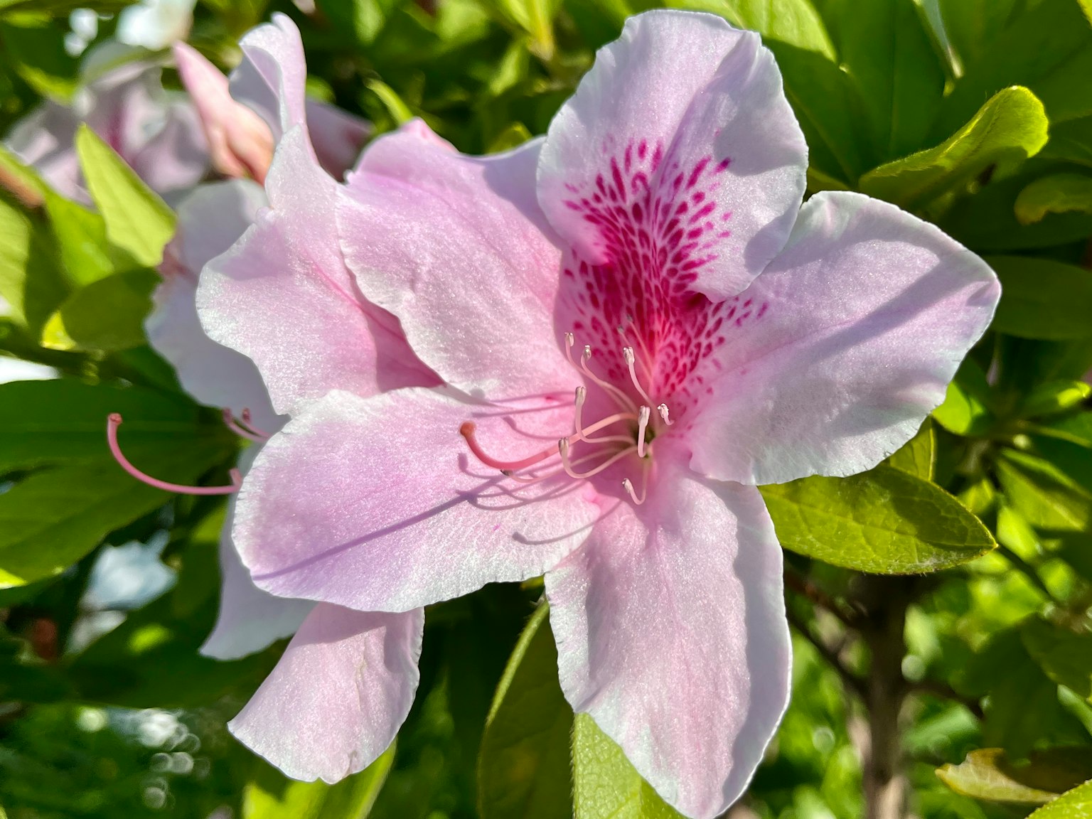 浅粉色的杜鹃花在绿色叶子中绽放