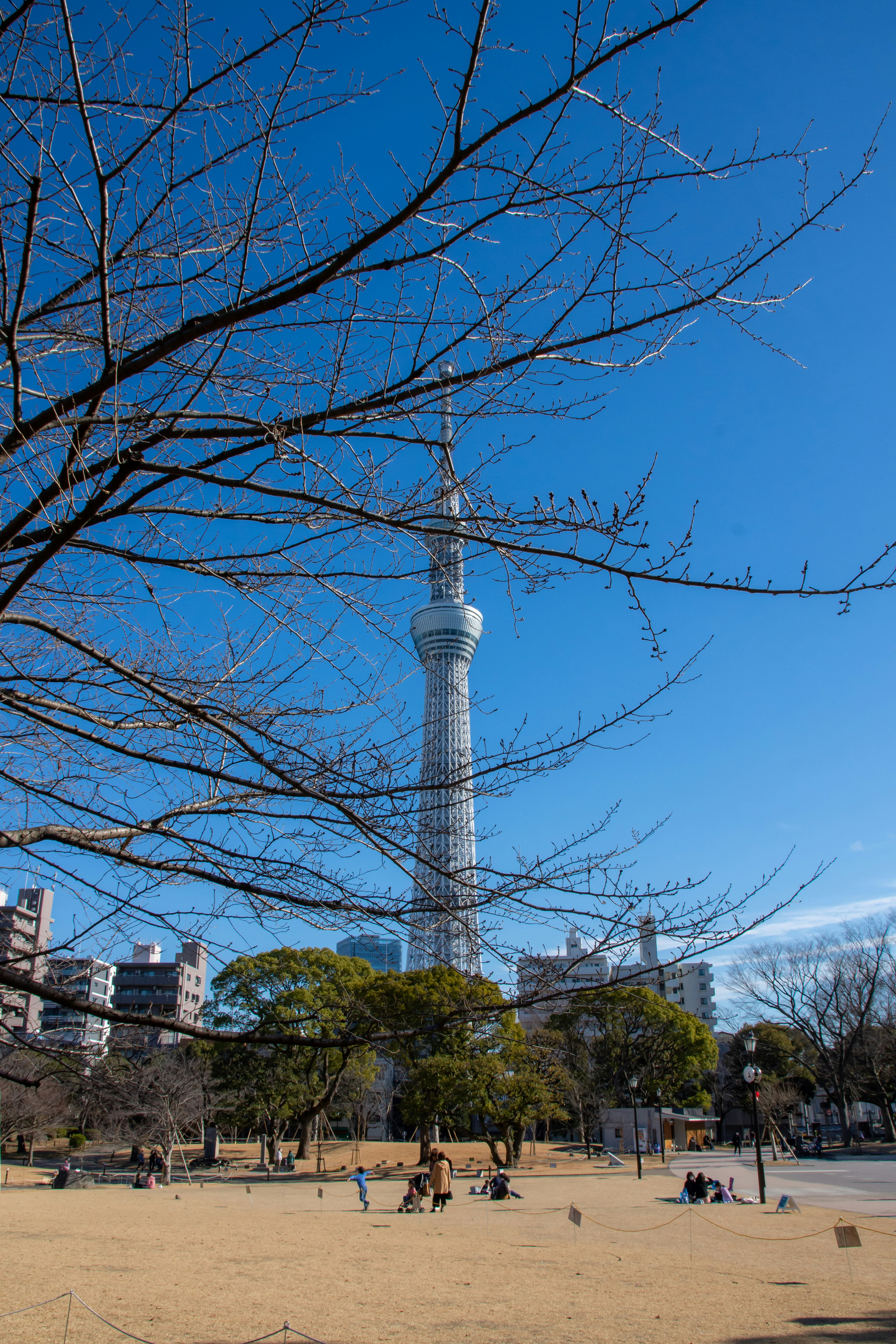 Park with bare tree branches and a tall observation tower under a blue sky