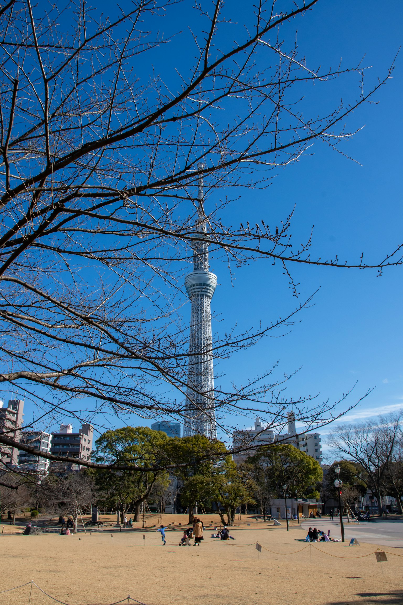 东京晴空塔与公园景观