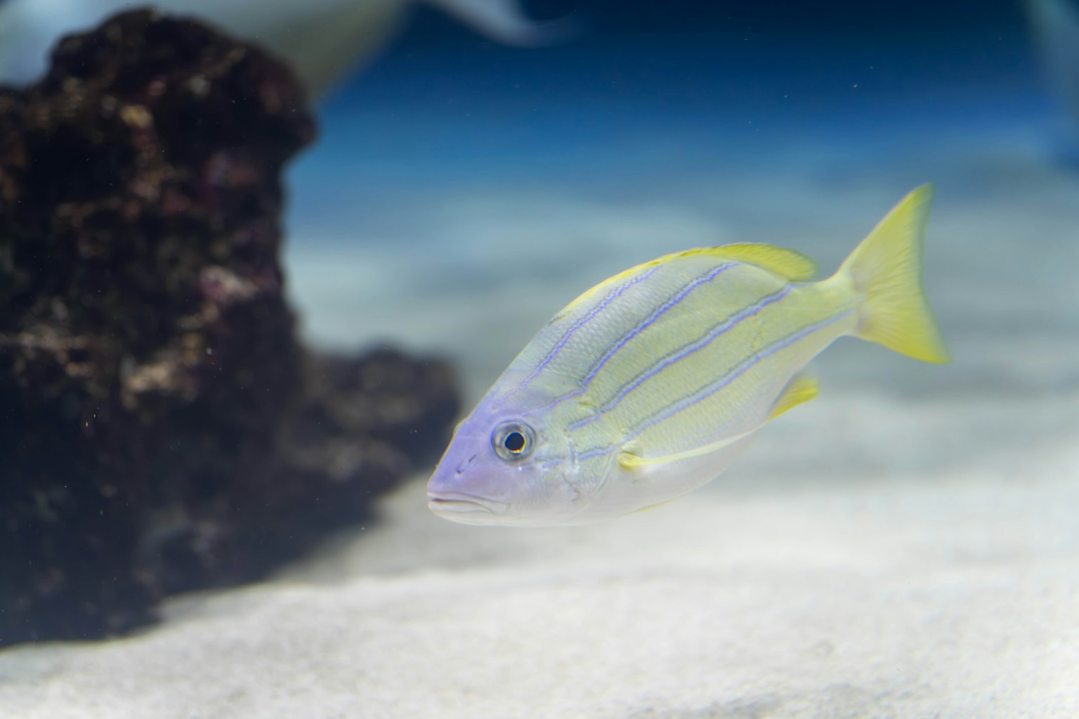 Pesce a strisce gialle che nuota in un oceano blu