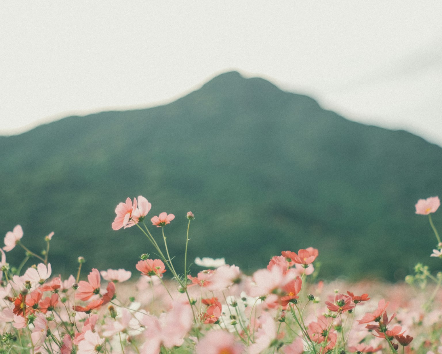 산을 배경으로 한 다채로운 꽃밭
