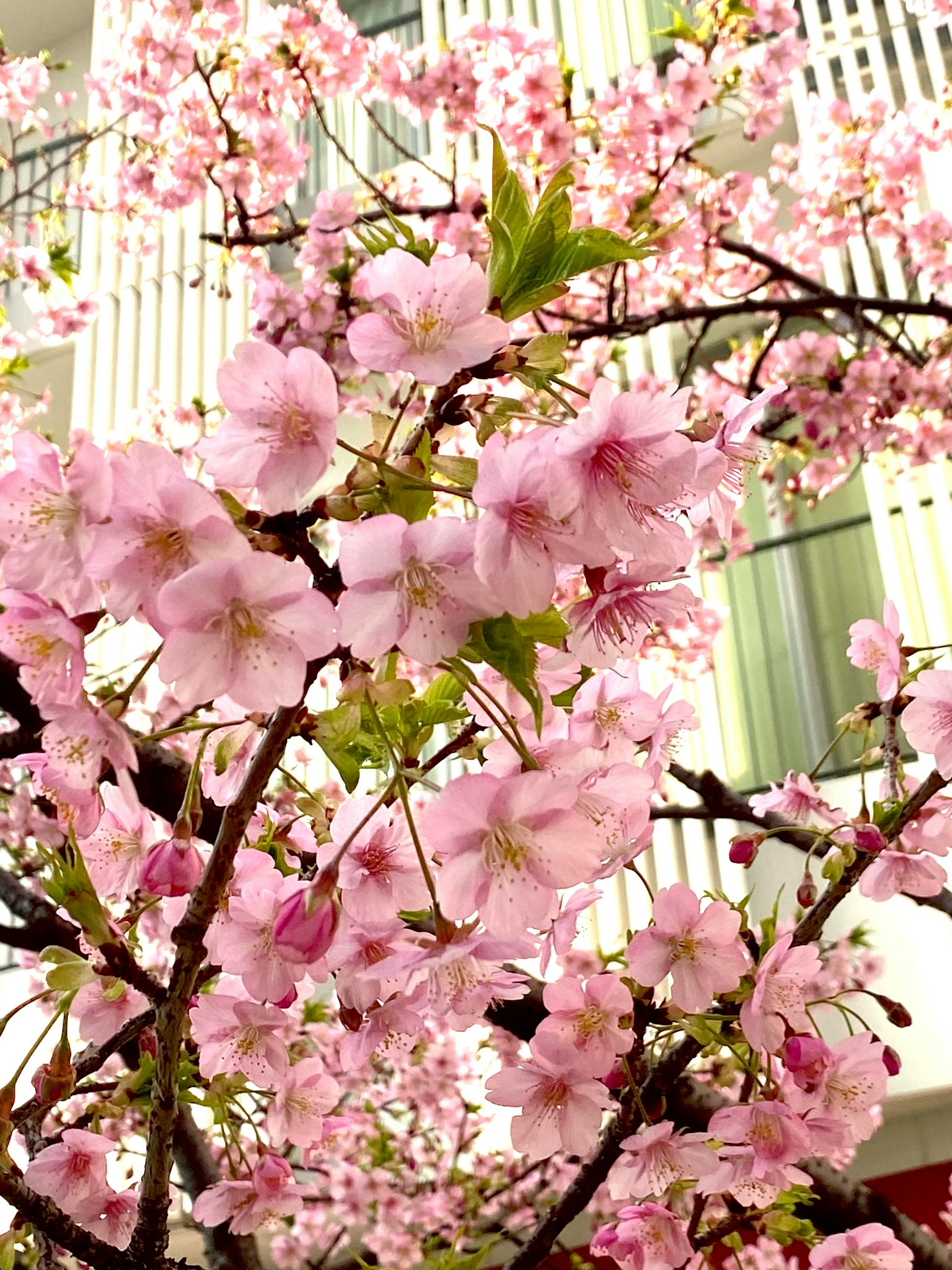 Ramo di ciliegi in fiore con fiori rosa e un edificio sullo sfondo